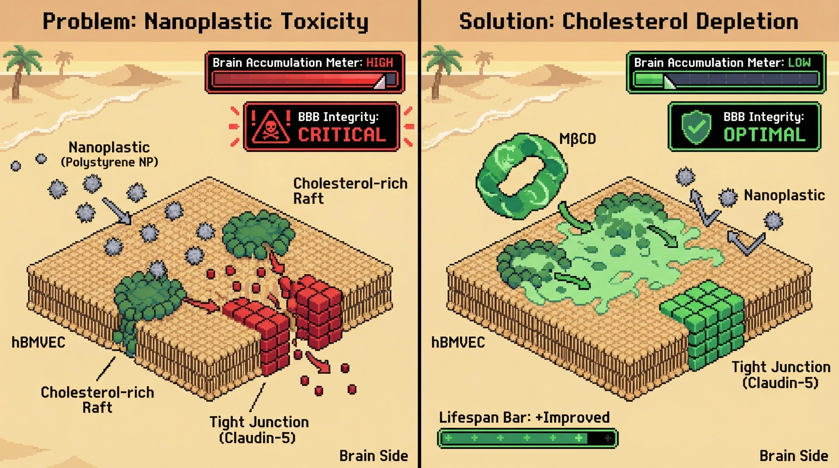 Mechanism: Nanoplastics cause cholesterol-rich lipid rafts on brain endothelial cells to cluster, degrading tight junctions and allowing nanoplastic entry into the brain. Readout: Readout: MβCD treatment disperses these rafts, preventing nanoplastic accumulation in the brain and restoring BBB integrity.