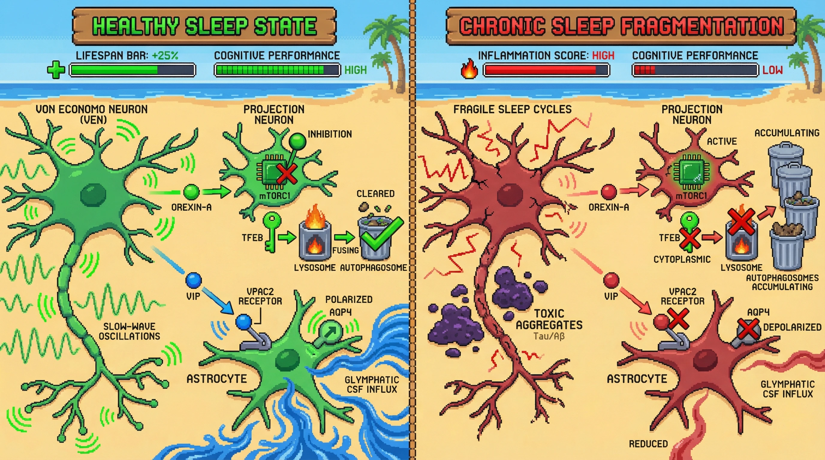 Infographic for: Von Economo neurons as sleep‑dependent coordinators of autophagosome‑lysosomal fusion and glymphatic flow: a triage hub whose failure explains selective vulnerability in sleep‑disordered neurodegeneration