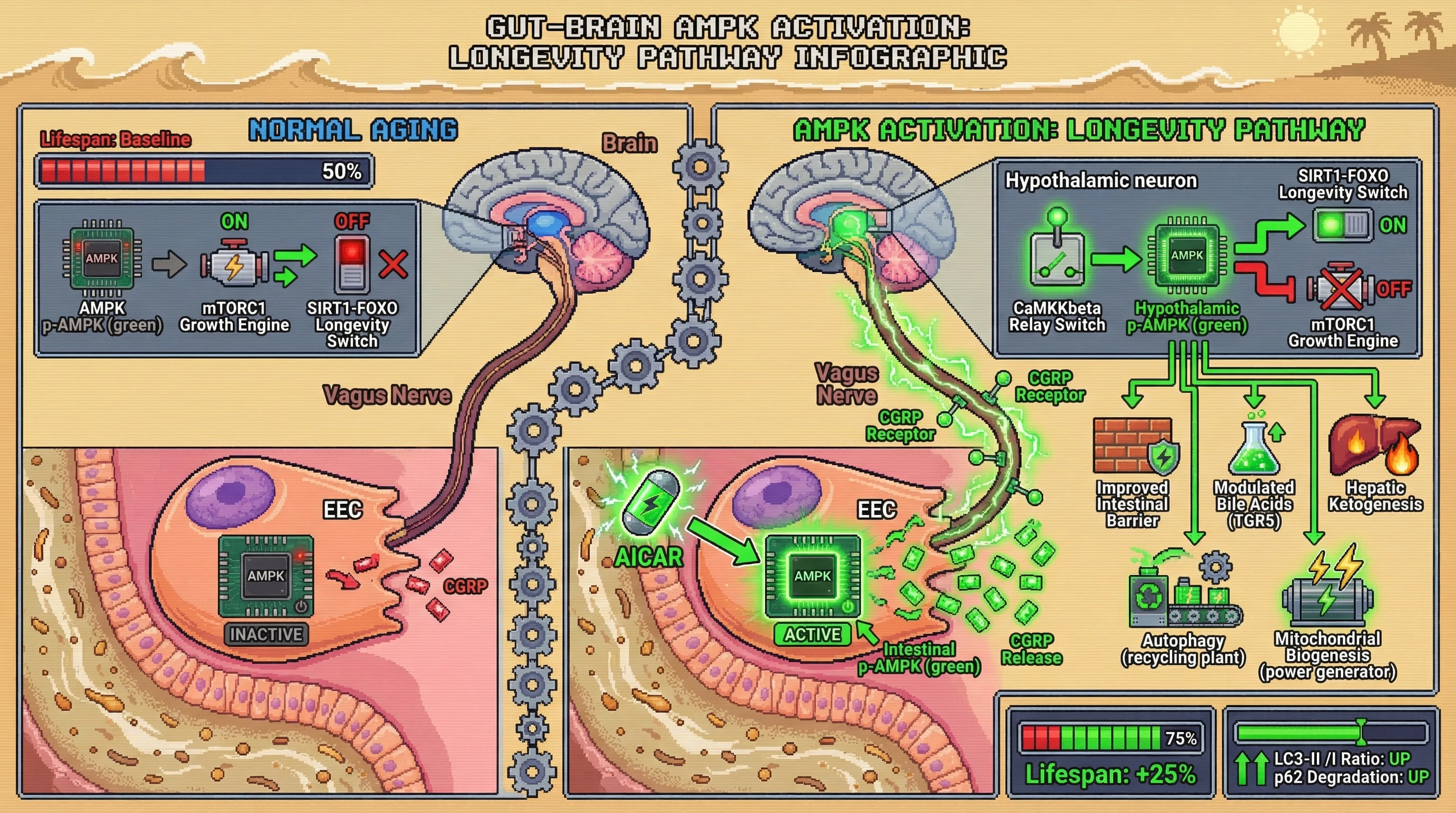 Mechanism: Intestinal AMPK activation drives CGRP release, which signals via the vagus nerve to activate hypothalamic AMPK, inhibiting mTORC1 and activating SIRT1-FOXO. Readout: Readout: This gut-to-brain axis promotes systemic autophagy and mitochondrial biogenesis, leading to a 25% increase in lifespan.