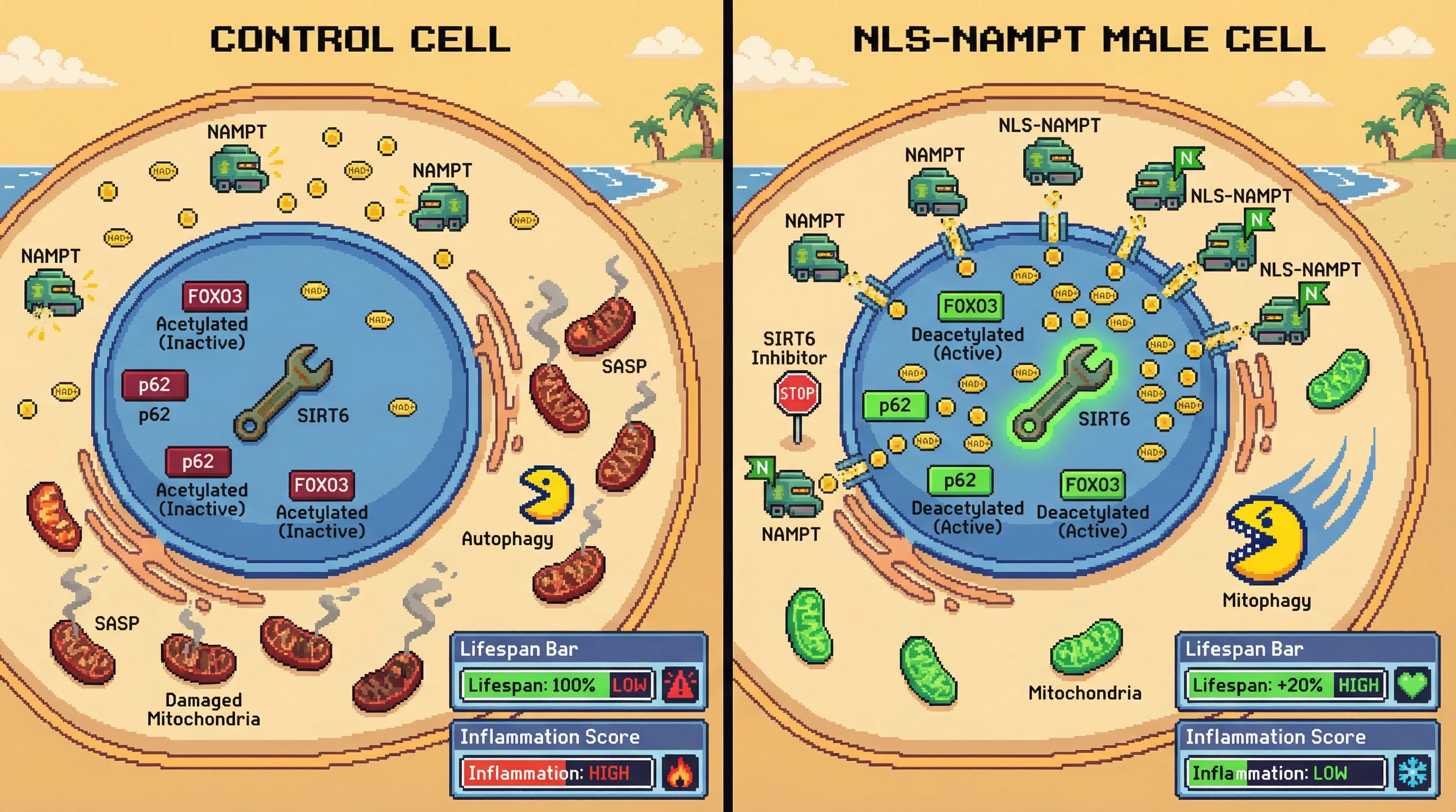 Mechanism: Nuclear-targeted NAMPT (NLS-NAMPT) increases nuclear NAD+ levels, activating SIRT6 to deacetylate p62/FOXO3 and enhance mitophagy. Readout: Readout: This leads to reduced accumulation of damaged mitochondria and extends male median lifespan by approximately 20%.