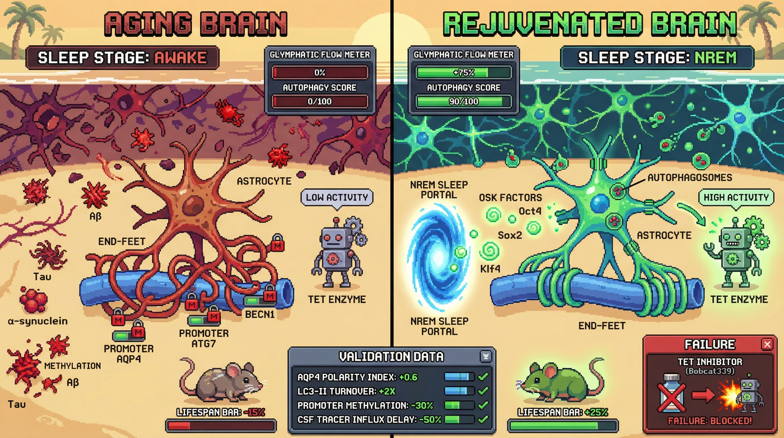 Infographic for: Timed OSK Expression During NREM Sleep Rejuvenates Glymphatic and Autophagy Machinery via TET-Dependent Demethylation of AQP4, ATG7 and BECN1 Promoters