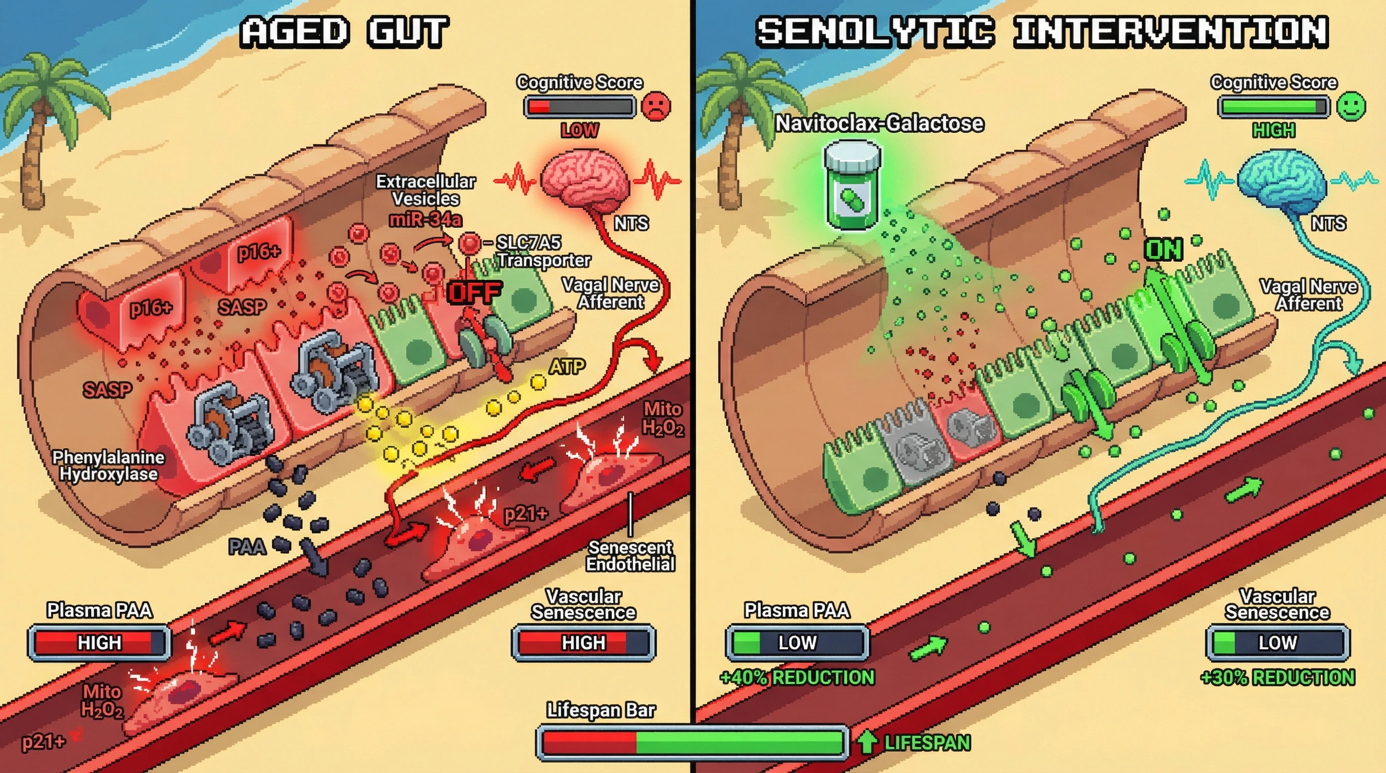 Infographic for: Targeting intestinal senescence to break the gut‑originated aging cascade: a testable hypothesis