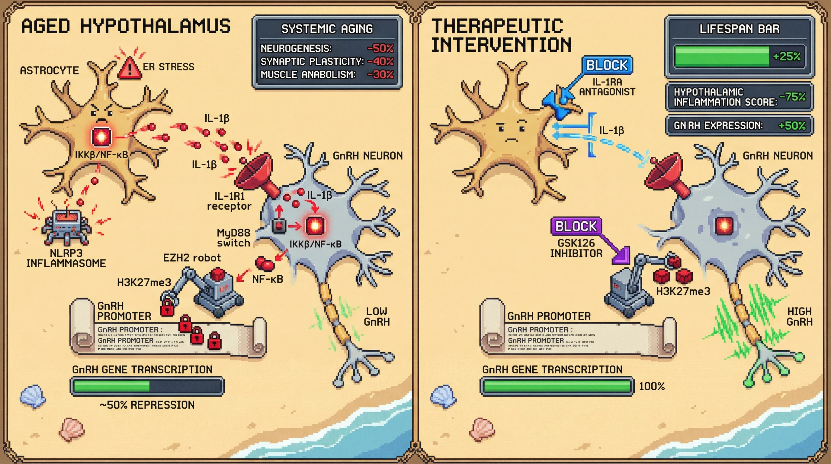Infographic for: Astrocyte-derived IL-1β triggers IKKβ/NF-κB‑mediated epigenetic silencing of GnRH in the aging hypothalamus