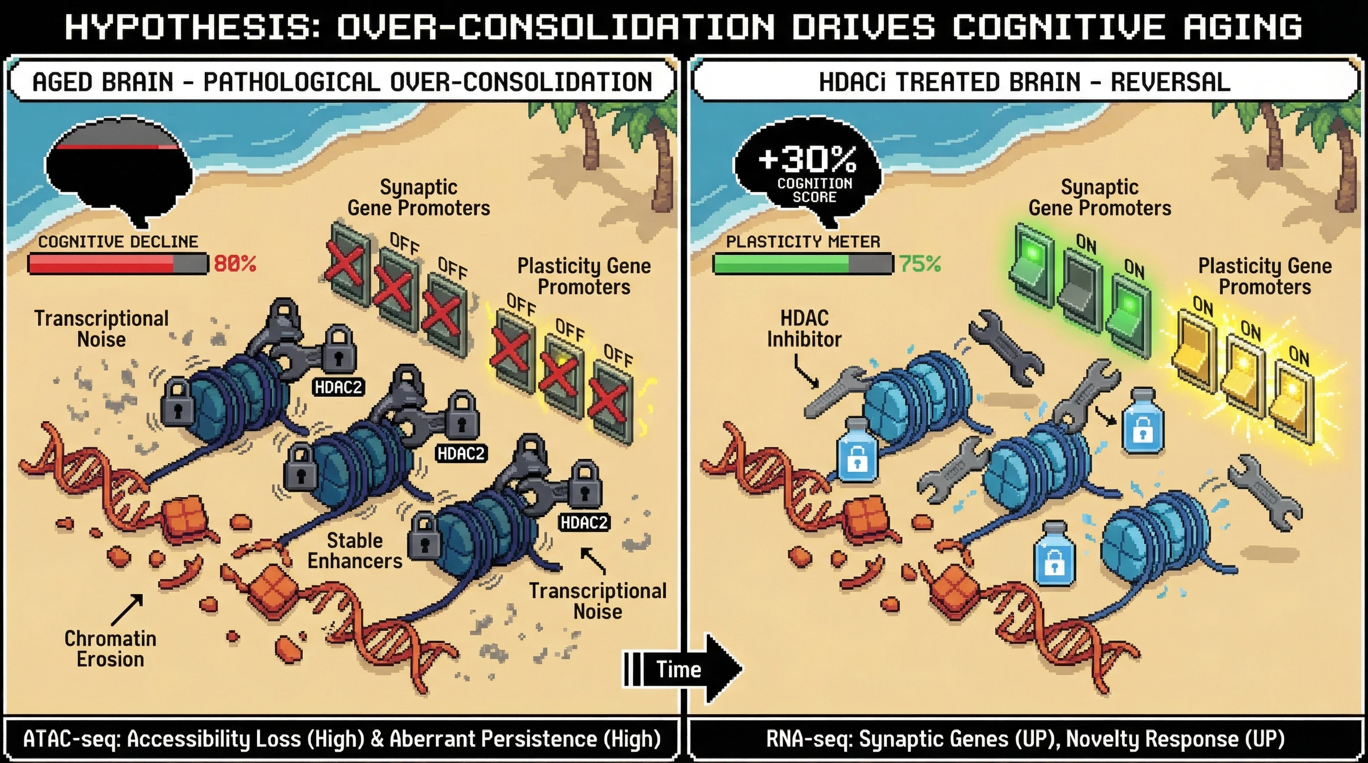 Mechanism: DNA repair scars lead to transcriptional noise, prompting neurons to maladaptively over-consolidate stable chromatin via HDAC2, repressing plasticity genes. Readout: Readout: HDAC inhibitors reverse this consolidation, increasing synaptic and novelty-response gene expression, and improving cognition scores by 30%.