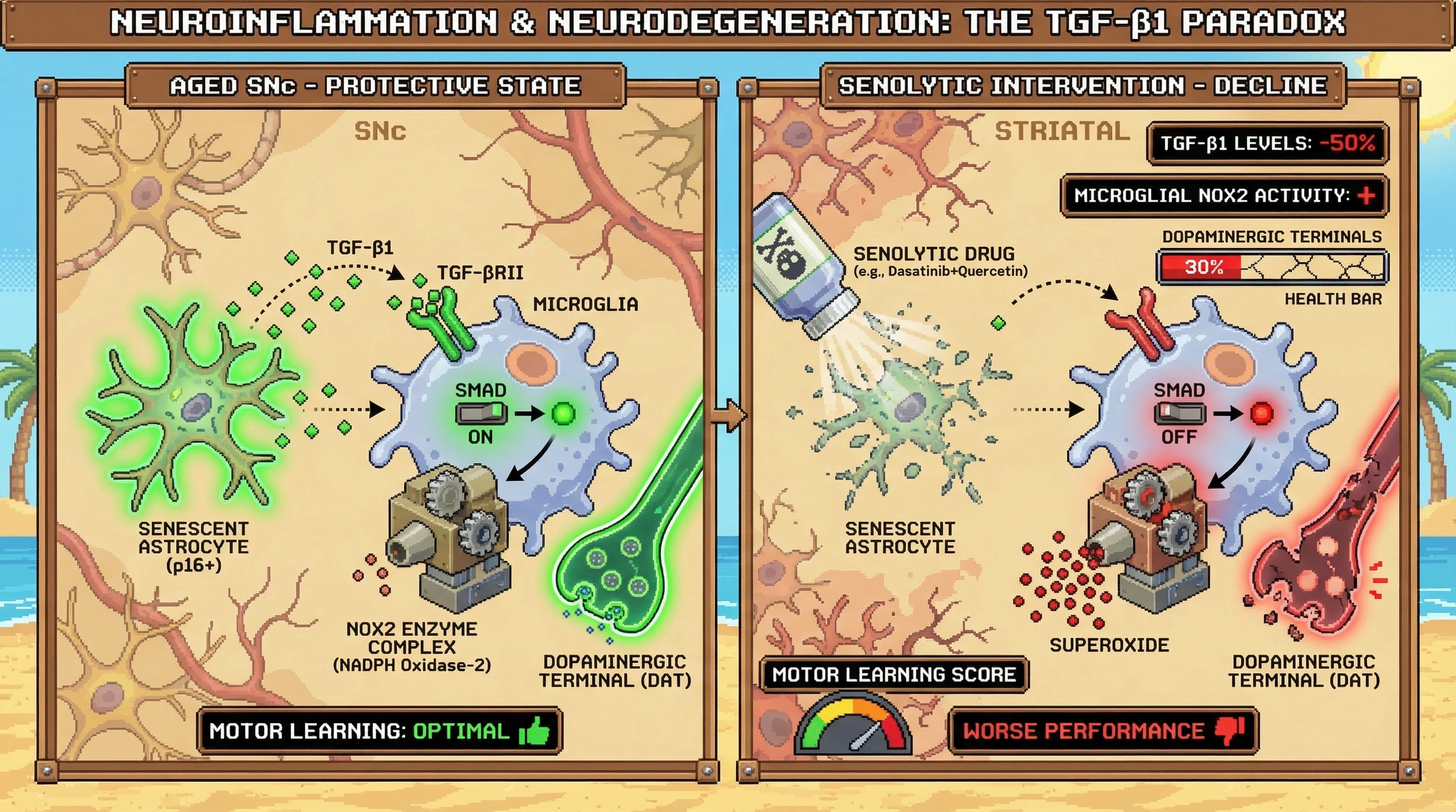 Infographic for: Senescent astrocytes in the substantia nigra protect dopaminergic terminals via TGF‑β1‑dependent suppression of microglial NADPH oxidase, and senolytic clearance accelerates nigrostriatal circuit decline in aged mice