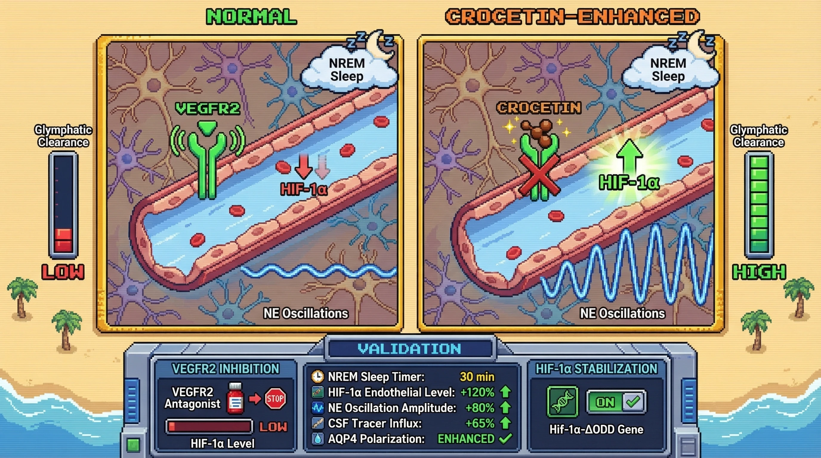 Infographic for: Endothelial VEGFR2 Modulation by Crocetin Gates NREM Glymphatic Clearance via HIF‑1α‑Dependent Vascular Tone