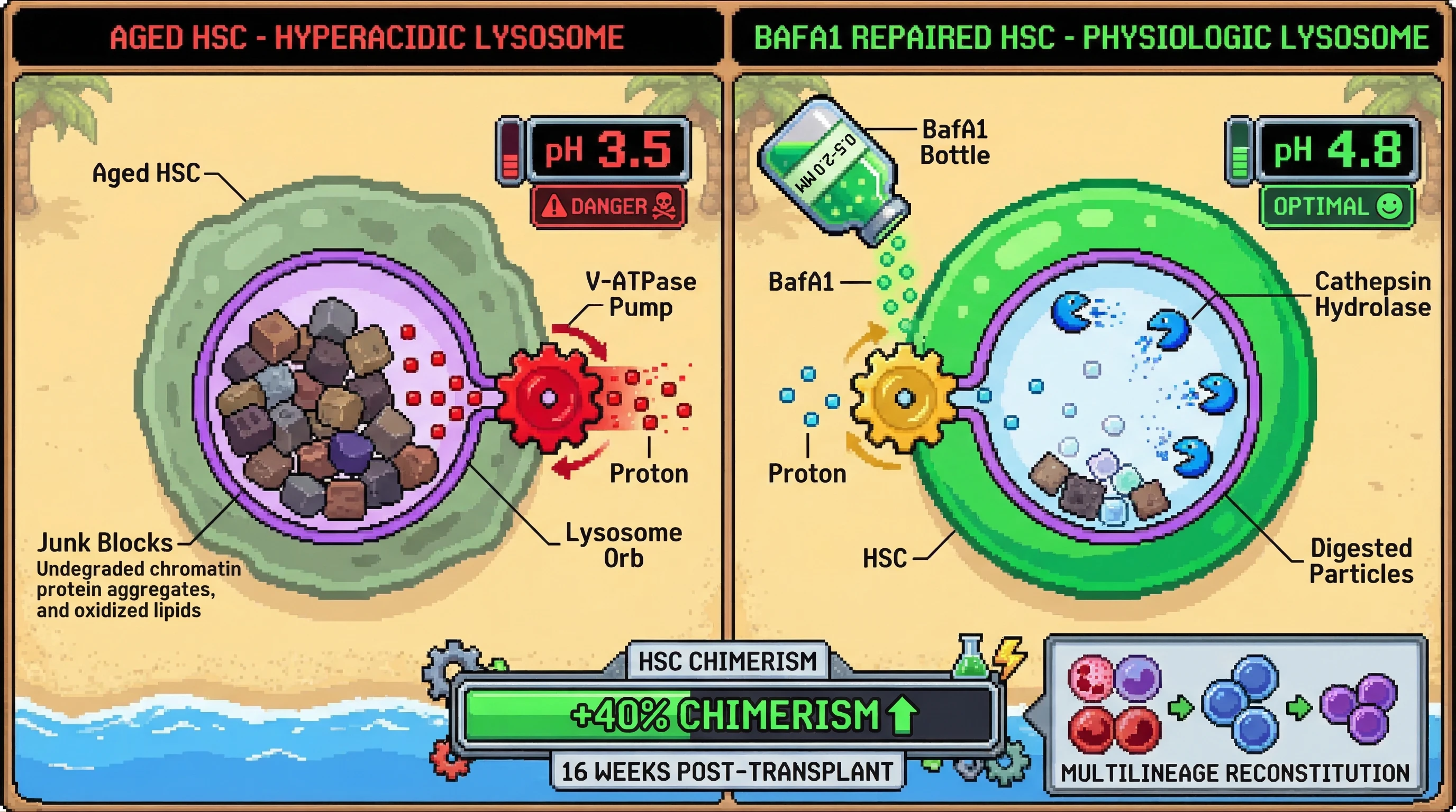 Mechanism: Sub-inhibitory BafA1 partially inhibits V-ATPase overactivity in aged HSC lysosomes, raising pH from hyperacidic to physiologic levels. Readout: Readout: This reactivates hydrolases to clear accumulated cargo, increasing donor chimerism to ≥40% at 16 weeks post-transplant with balanced multilineage reconstitution.