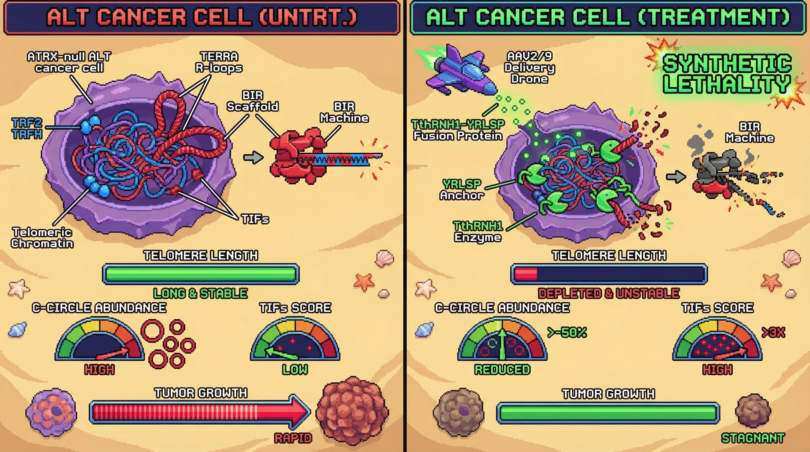 Mechanism: An AAV-delivered TthRNH1-YRLSP fusion protein anchors to ALT telomeres via YRLSP and degrades TERRA R-loops, collapsing the BIR scaffold. Readout: Readout: C-circle abundance decreases by over 50%, ALT-associated PML bodies reduce by over 40%, and telomere dysfunction-induced foci (TIFs) increase 3-fold over 28 days.