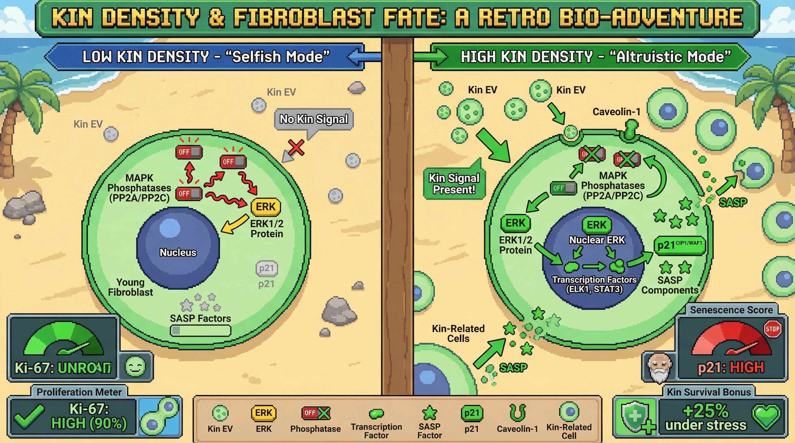 Infographic for: ERK nuclear retention as a kin-sensing switch that couples cellular senescence to inclusive fitness