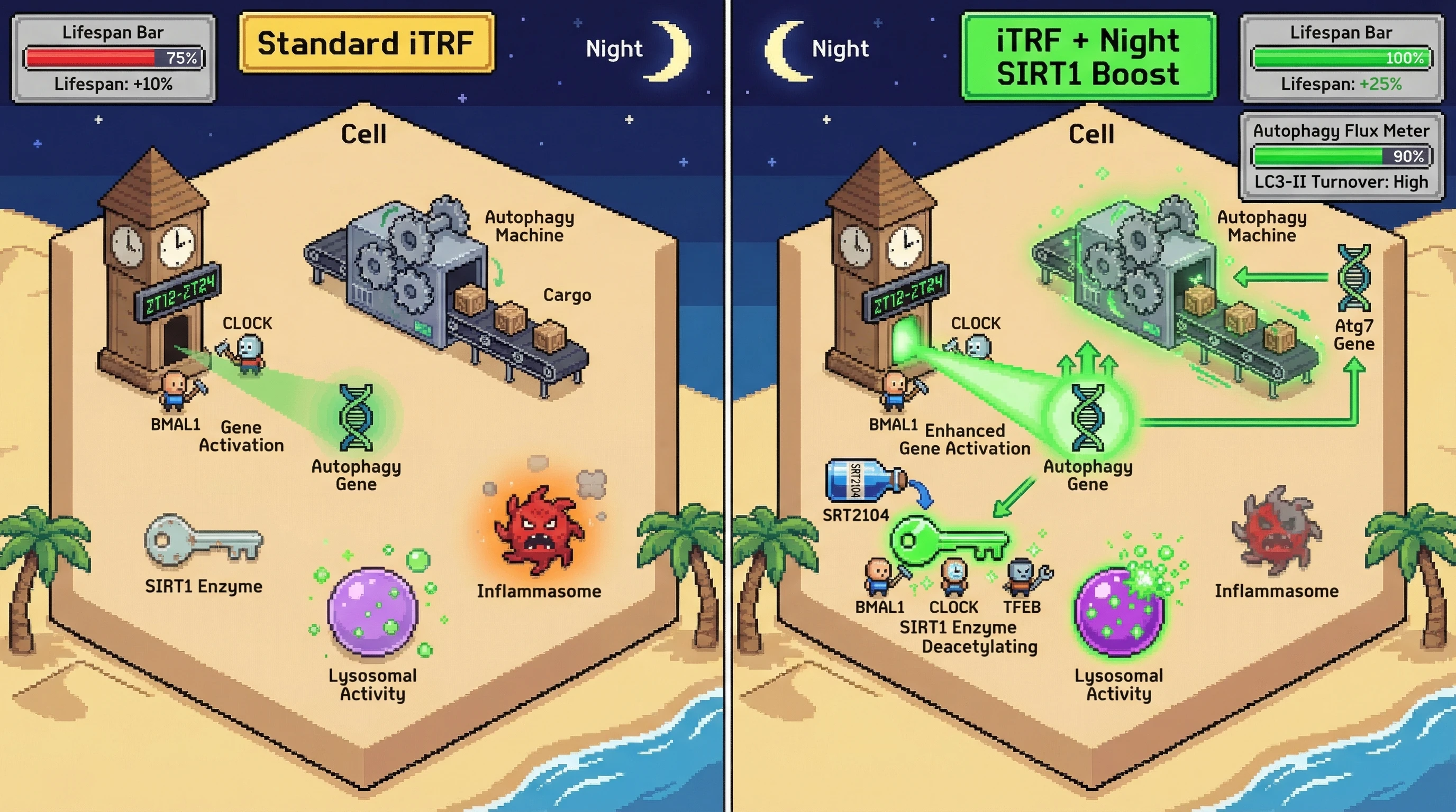 Infographic for: Night‑time SIRT1 activation augments circadian‑aligned fasting to drive supra‑additive autophagic flux and lifespan extension
