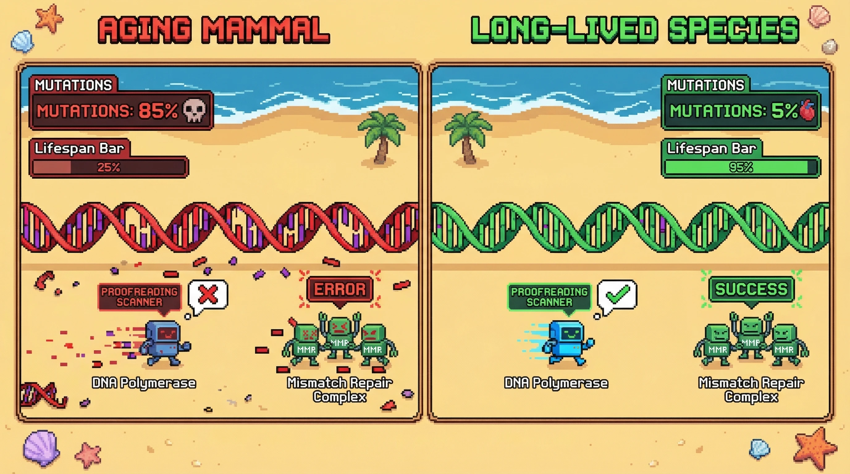 Mechanism: Aging mammals show declining DNA polymerase proofreading and mismatch repair efficiency, leading to increased DNA mutations. Readout: Long-lived species maintain high fidelity DNA repair over time.