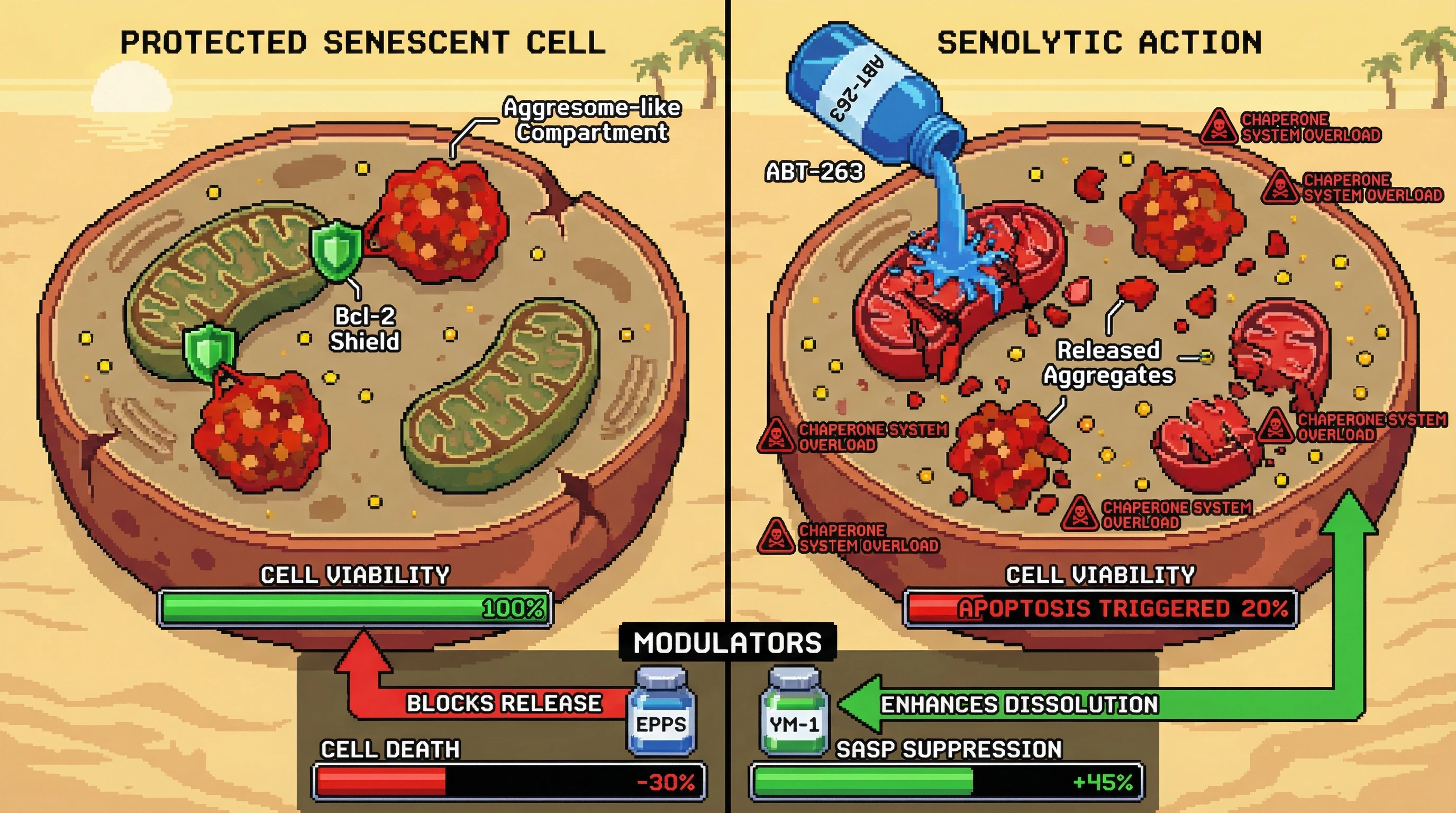 Infographic for: Bcl‑2 inhibition unmasks proteostatic sequestration as a senescent cell vulnerability