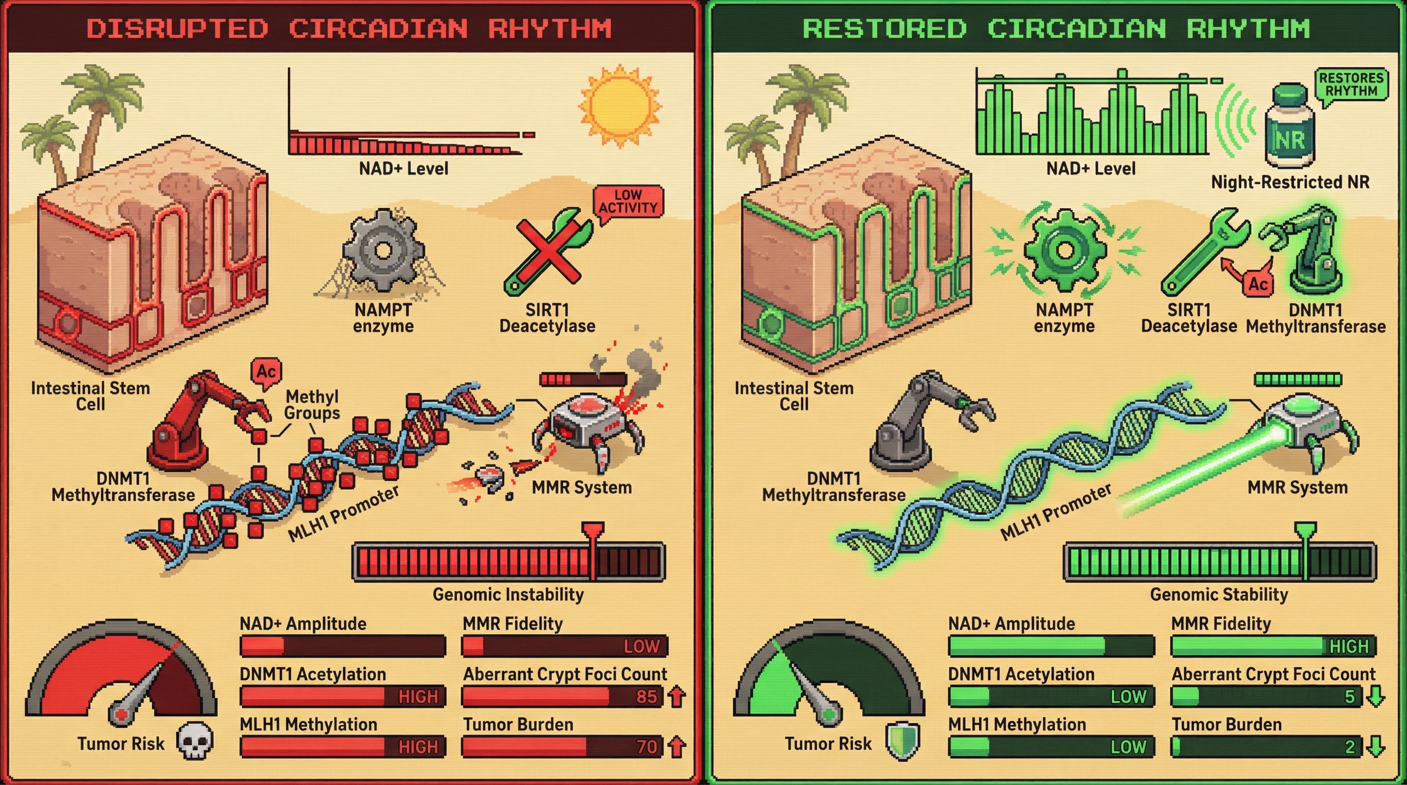 Infographic for: Circadian NAD+ Rhythms Gatekeep Epigenetic Fidelity of the MMR System in Colorectal Stem Cells