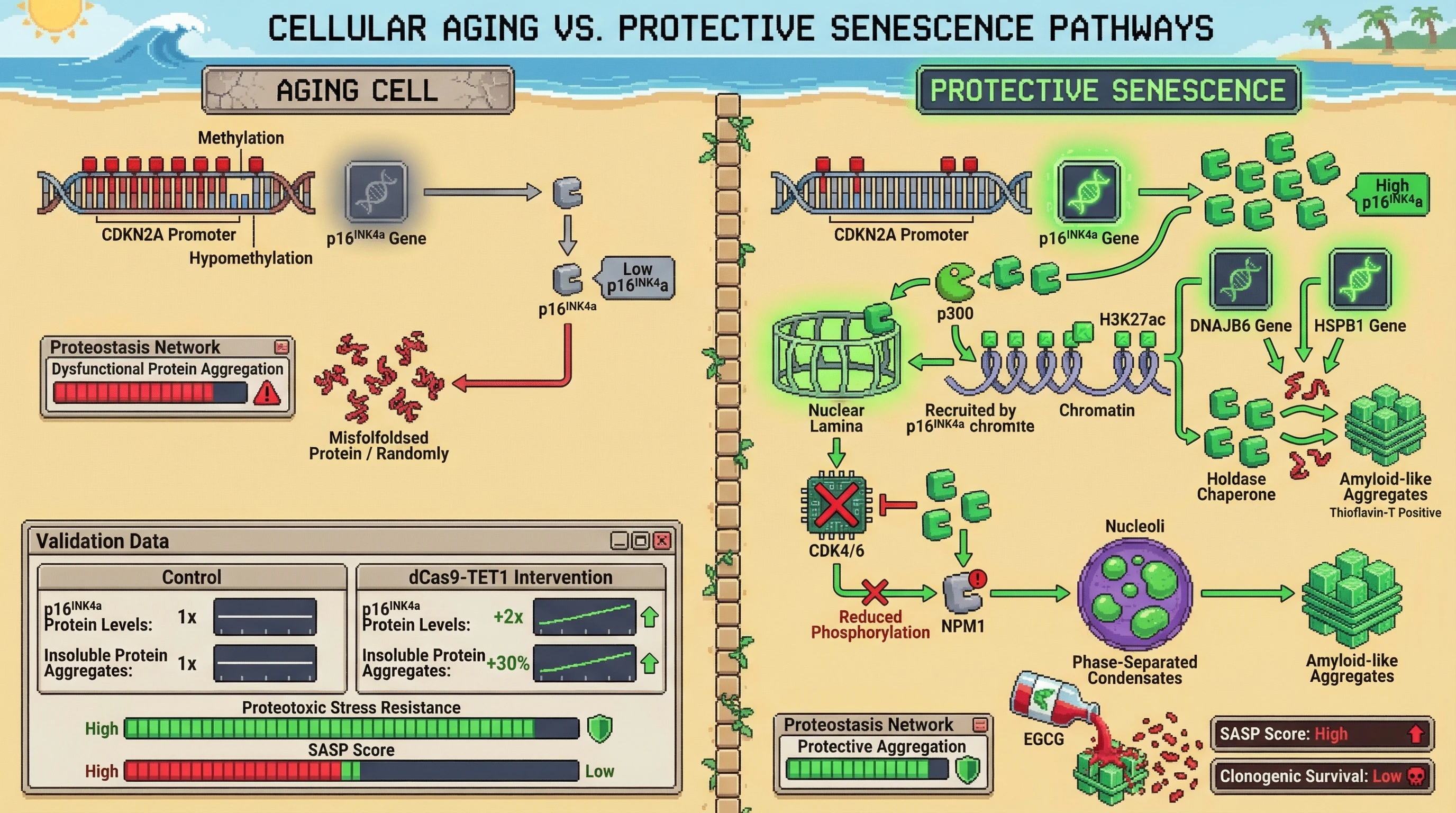 Mechanism: Age-related CDKN2A hypomethylation increases p16INK4a, which then orchestrates a proteostasis shift towards protective amyloid-like aggregation of damaged proteins. Readout: Readout: Targeted demethylation of CDKN2A increases p16INK4a protein levels by at least 2-fold and insoluble, Thioflavin-T-positive protein fraction by at least 30%, while aggregate disruption exacerbates SASP.