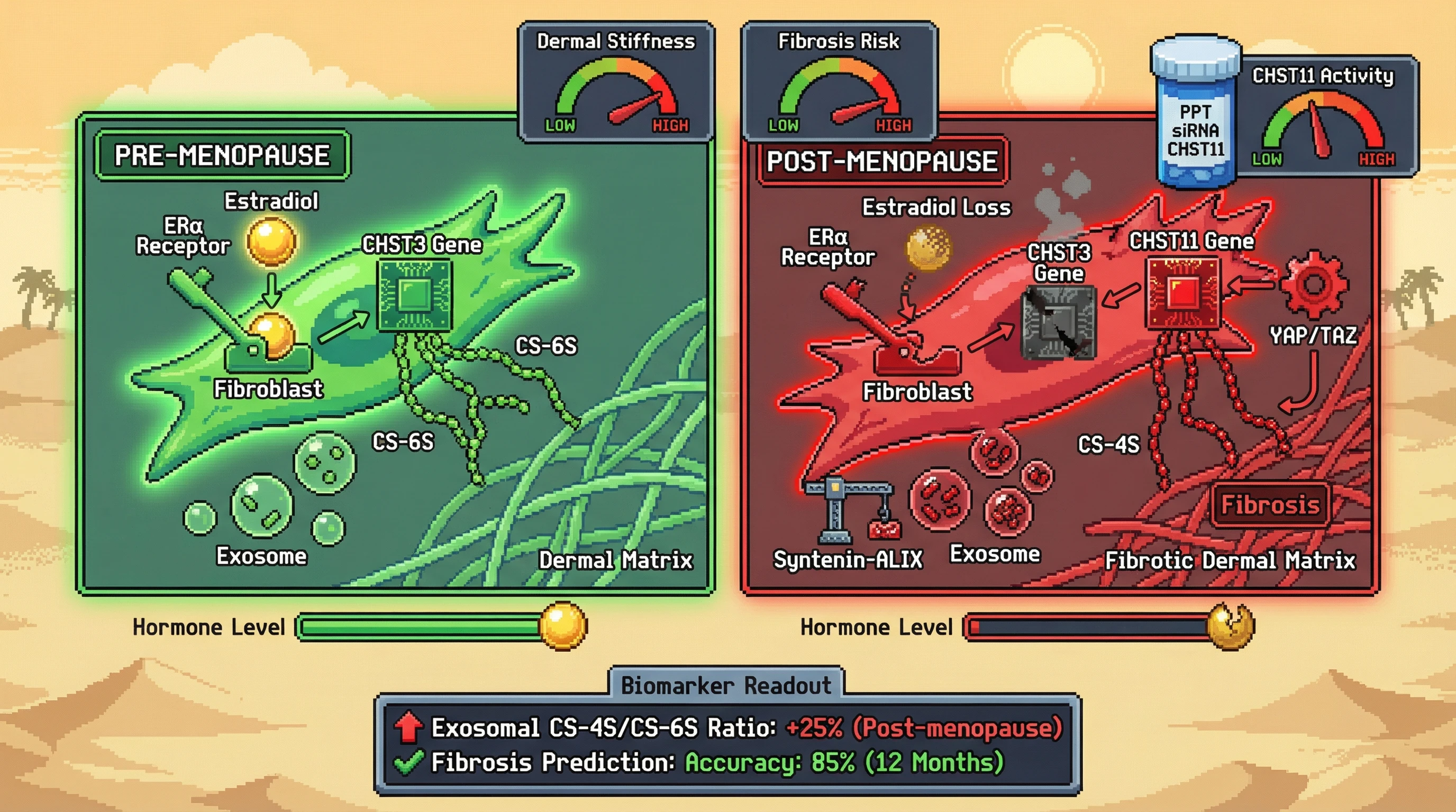 Infographic for: Estrogen loss drives a fibroblast sulfotransferase switch that reshapes dermal chondroitin sulfate sulfation and exports a fibrosis-predictive exosomal GAG signature