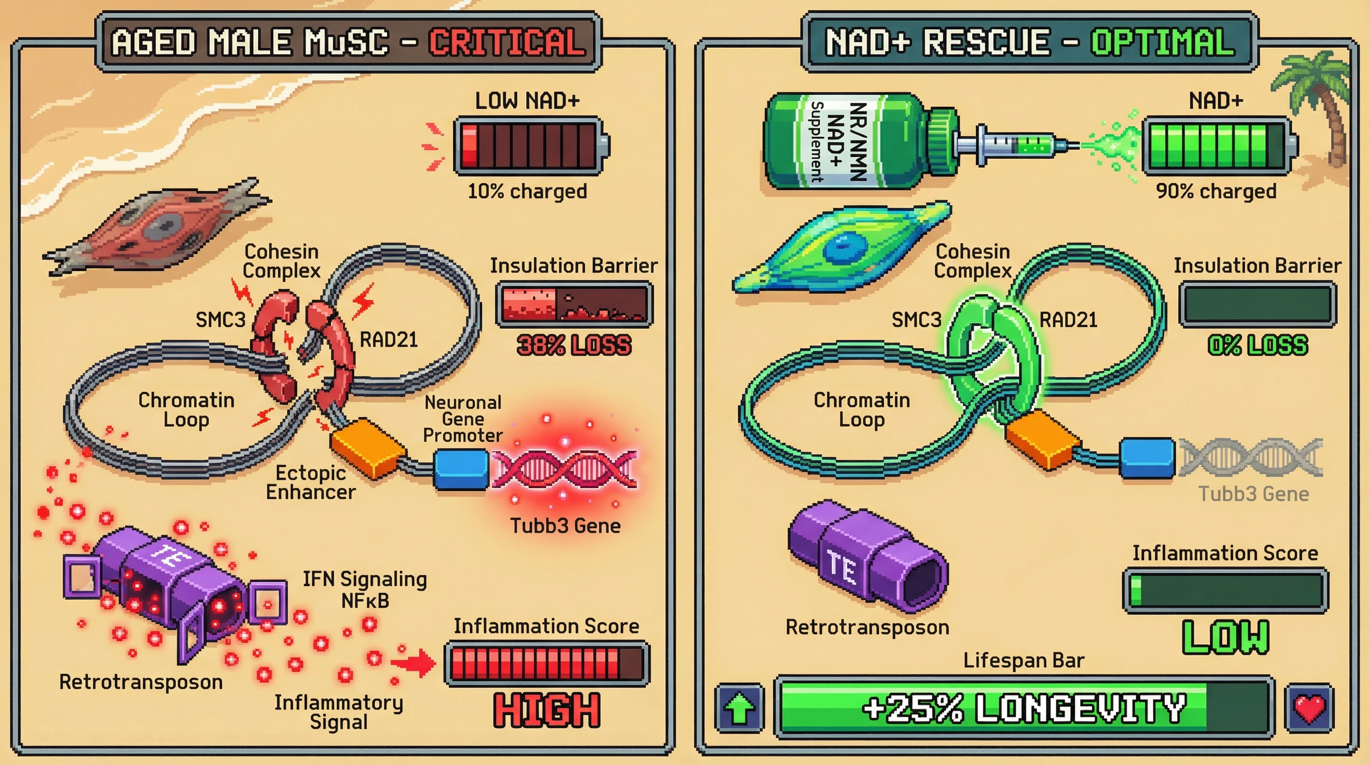 Infographic for: NAD+-Dependent Cohesin Decline Drives Sex‑Dimorphic TAD Insulation Loss and Ectopic Neuronal Programming in Aged MuSCs