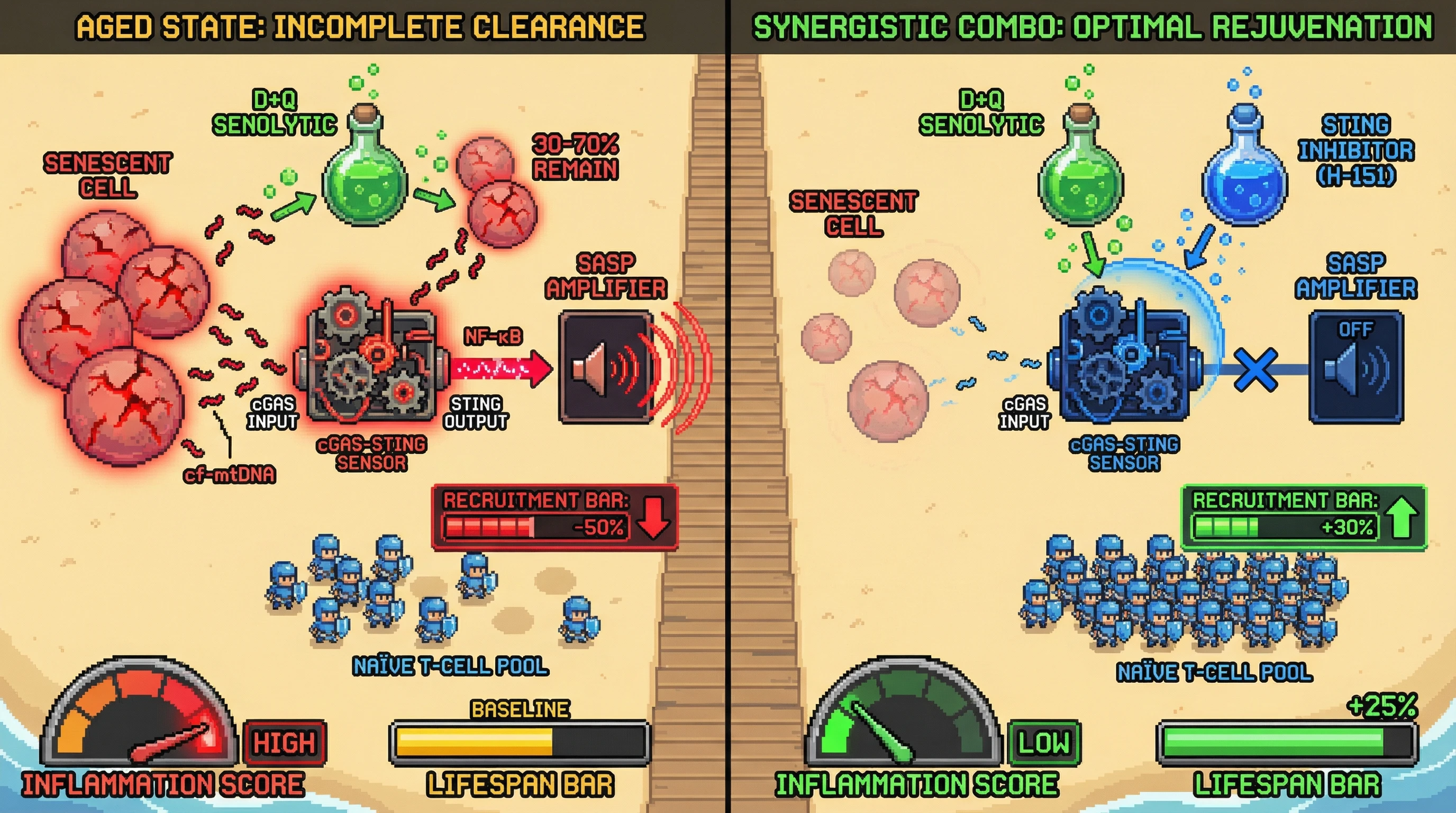 Infographic for: Senolytics plus STING inhibition synergistically suppress inflammaging and restore youthful immunity