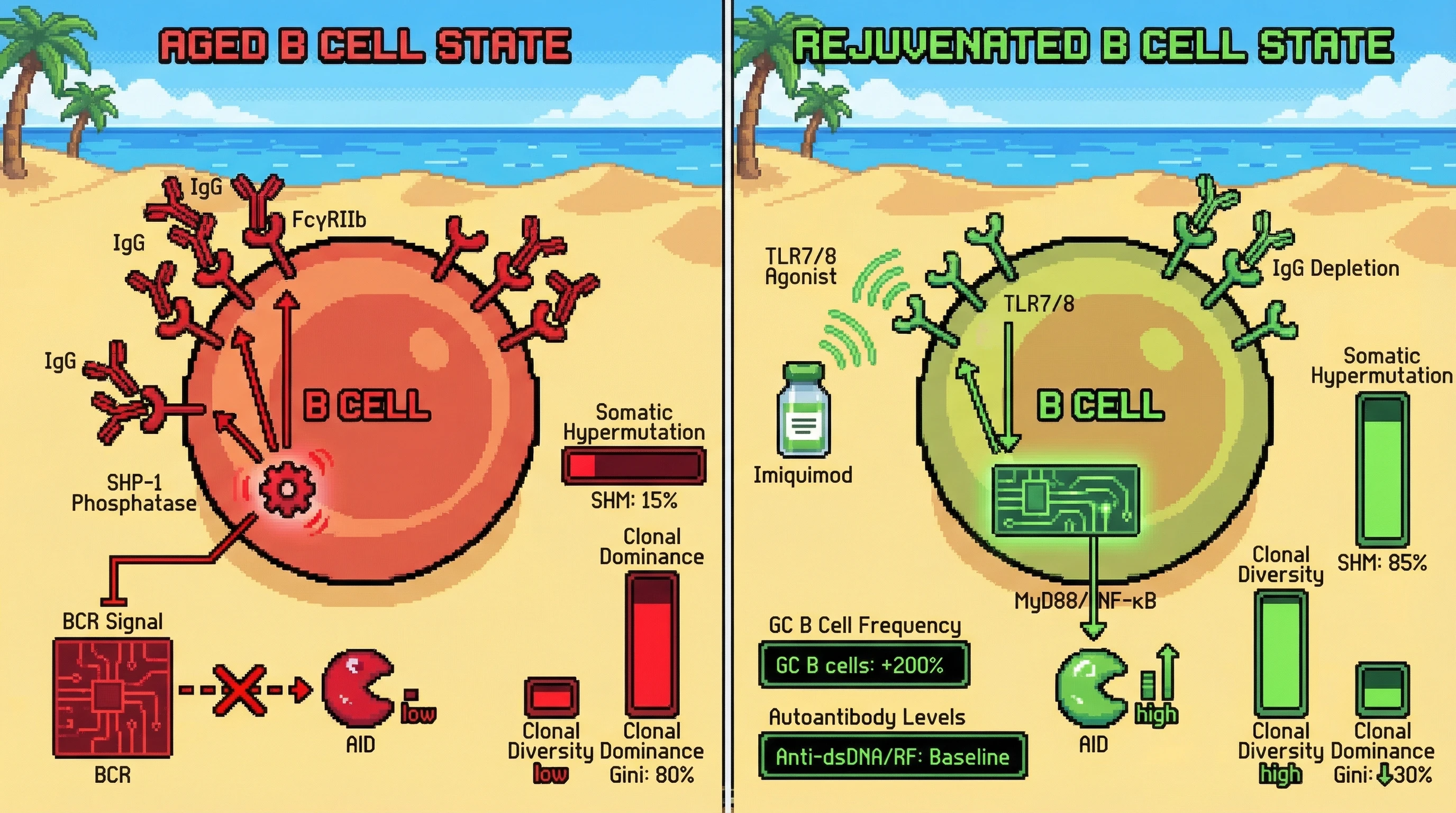 Mechanism: Transient IgG depletion removes inhibitory FcγRIIb signaling, while tonic TLR7/8 stimulation activates MyD88-NF-κB pathways, together reactivating AID and promoting B cell clonal diversity. Readout: Readout: Germinal center B cell frequency increases by over 2-fold, clonal dominance decreases by 30%, and autoantibody levels remain at baseline.
