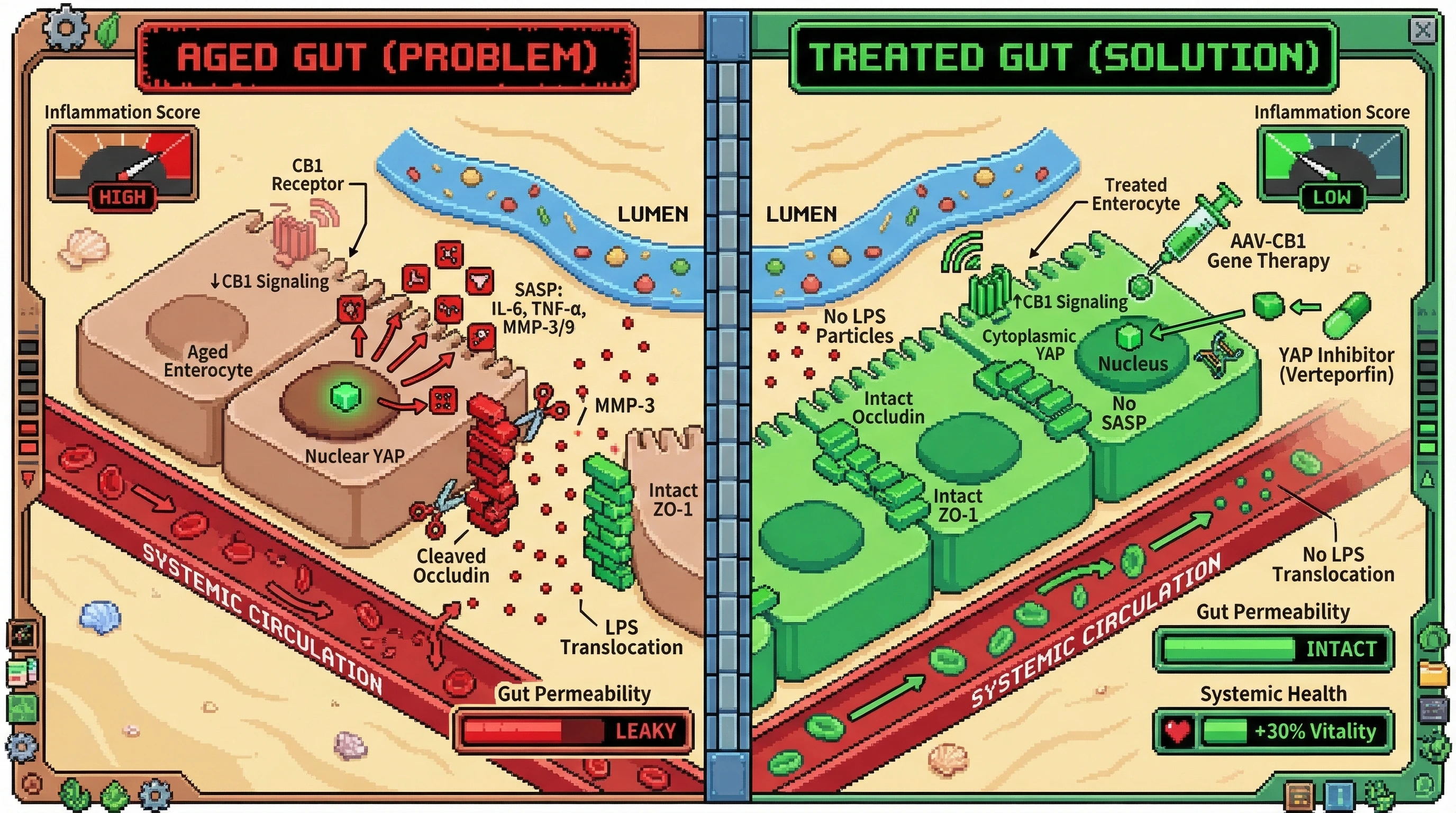 Mechanism: In aged gut, reduced CB1 signaling leads to nuclear YAP accumulation, driving a senescent SASP with MMPs that cleave occludin, increasing gut permeability. Readout: Readout: Restoring CB1 or inhibiting YAP prevents occludin cleavage, decreases LPS translocation and systemic inflammation, and improves gut barrier integrity.