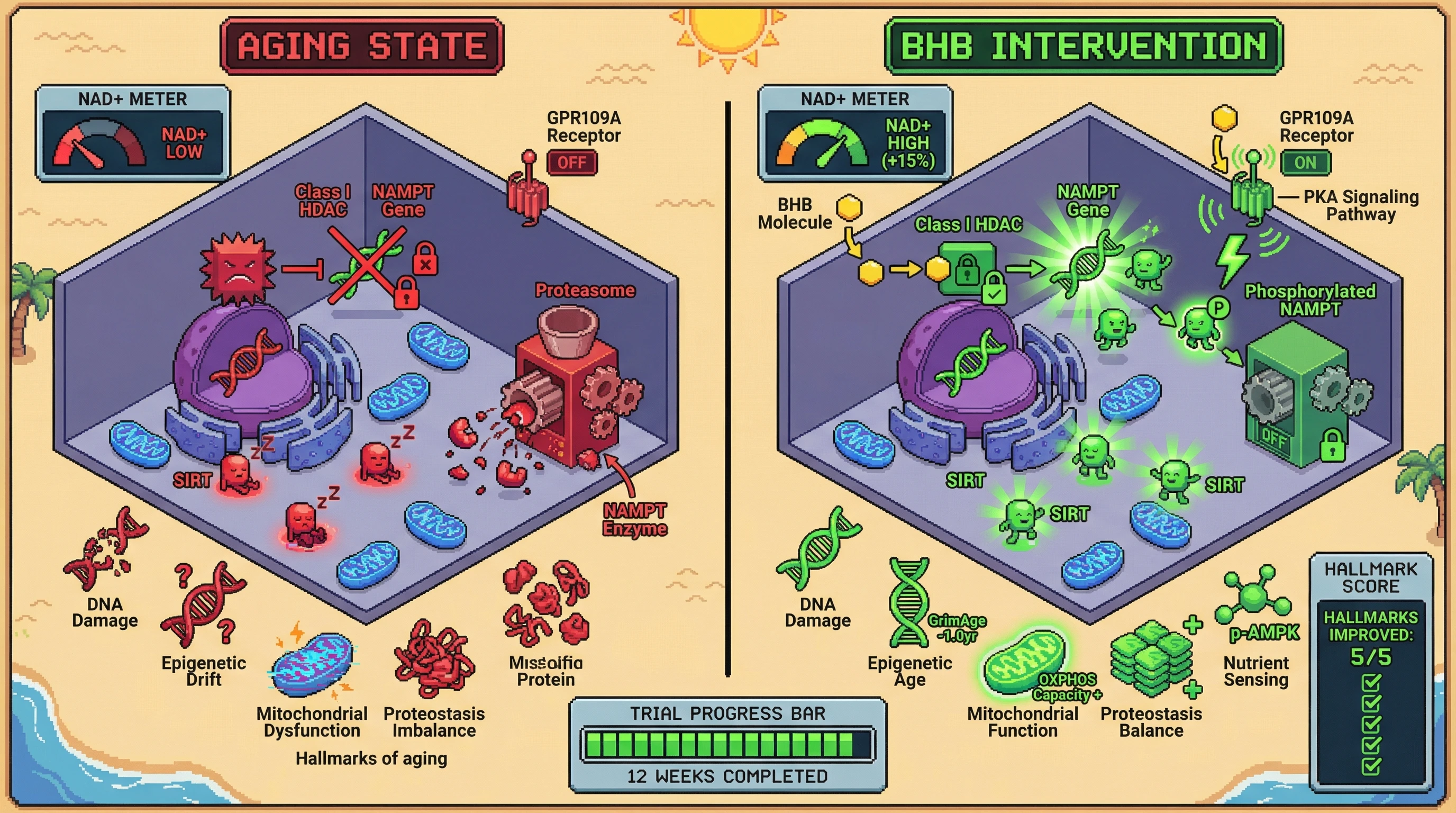 Mechanism: Beta-hydroxybutyrate (BHB) boosts NAD+ levels by inhibiting Class I HDACs, increasing NAMPT gene expression, and activating GPR109A-PKA to stabilize NAMPT protein. Readout: Readout: This dual action leads to a projected 15% increase in NAD+ and coordinated improvements across multiple aging hallmark biomarkers, including reduced GrimAge by 1.0 year.