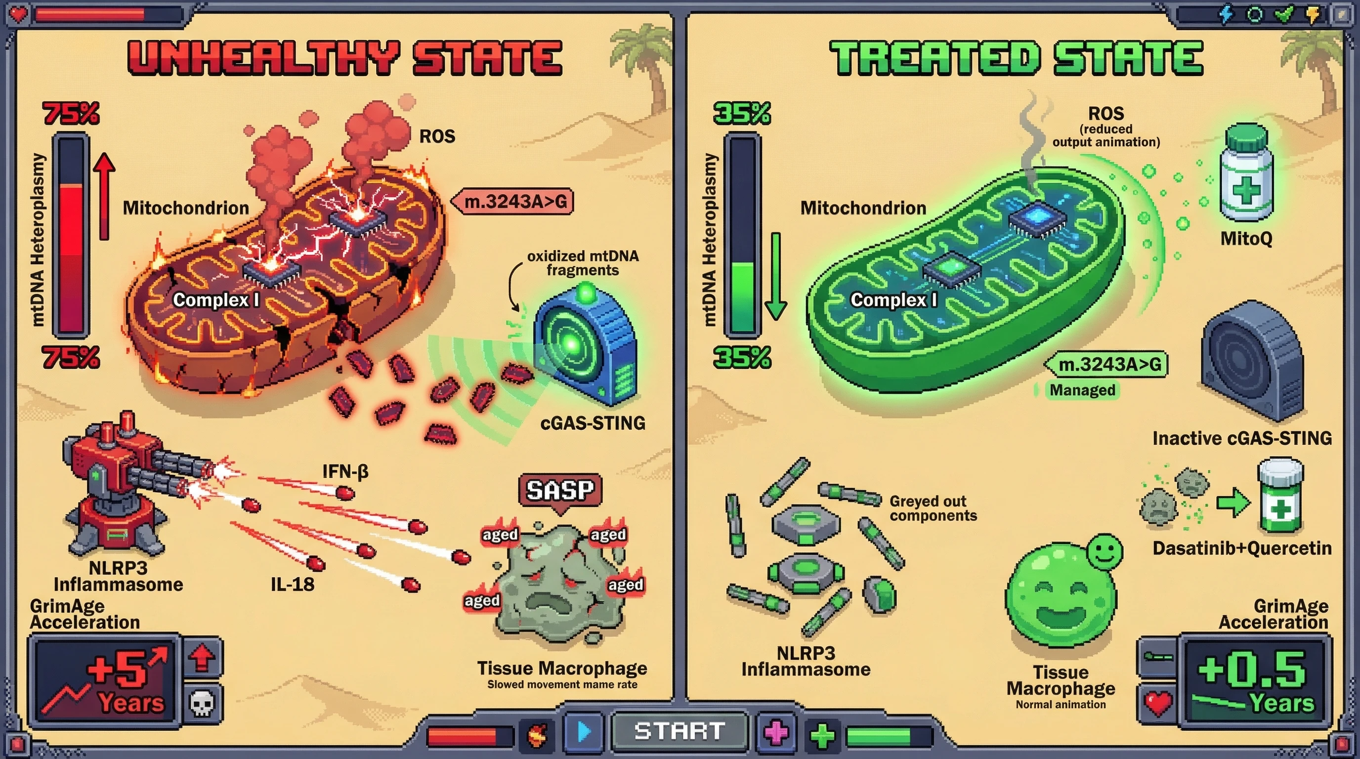 Infographic for: Mitochondrial DNA Heteroplasmy Threshold Crossing Triggers Inflammasome-Mediated Senescence Cascades That Accelerate Epigenetic Age by 3-7 Years in Autoimmune Populations