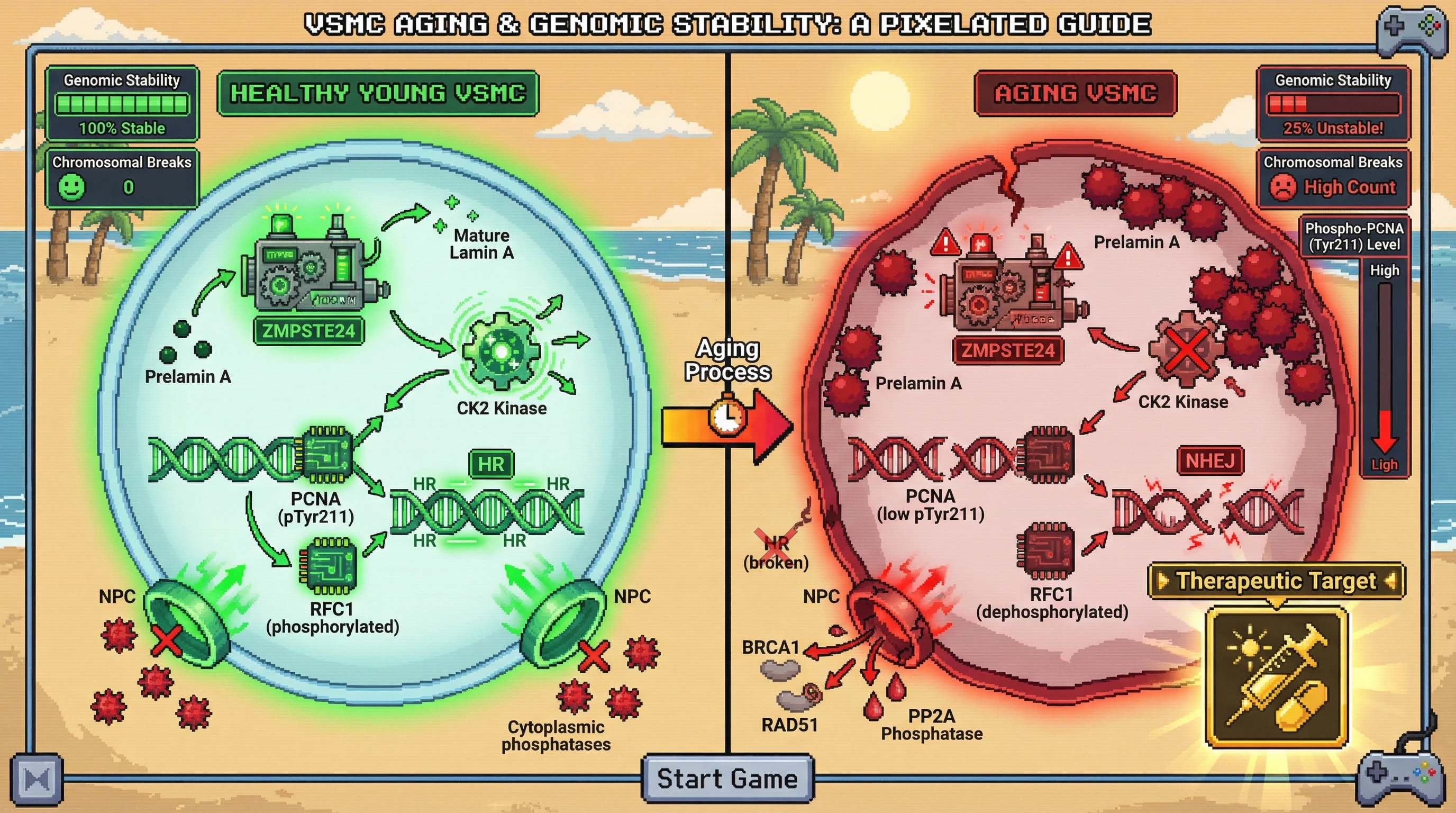 Infographic for: Lamina‑CK2 sequestration biases repair pathway choice toward error‑prone NHEJ in aging vasculature