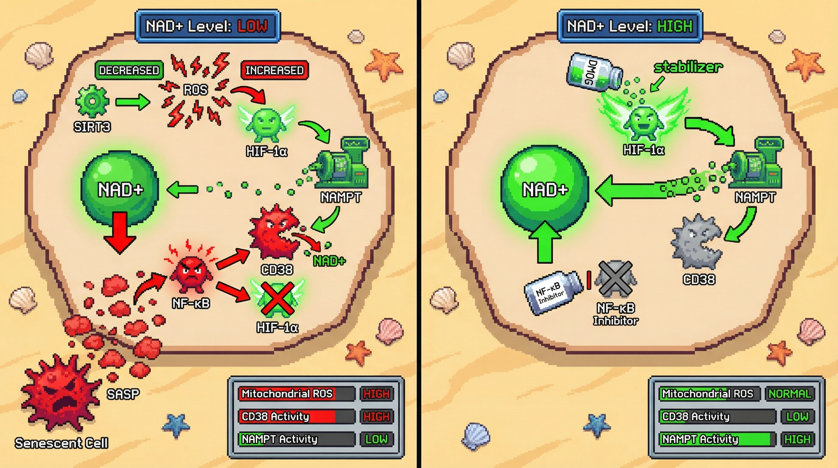 Infographic for: NAD+ decline triggers a HIF-1α-mediated compensatory feedback that is overridden by inflammaging-driven CD38 expression