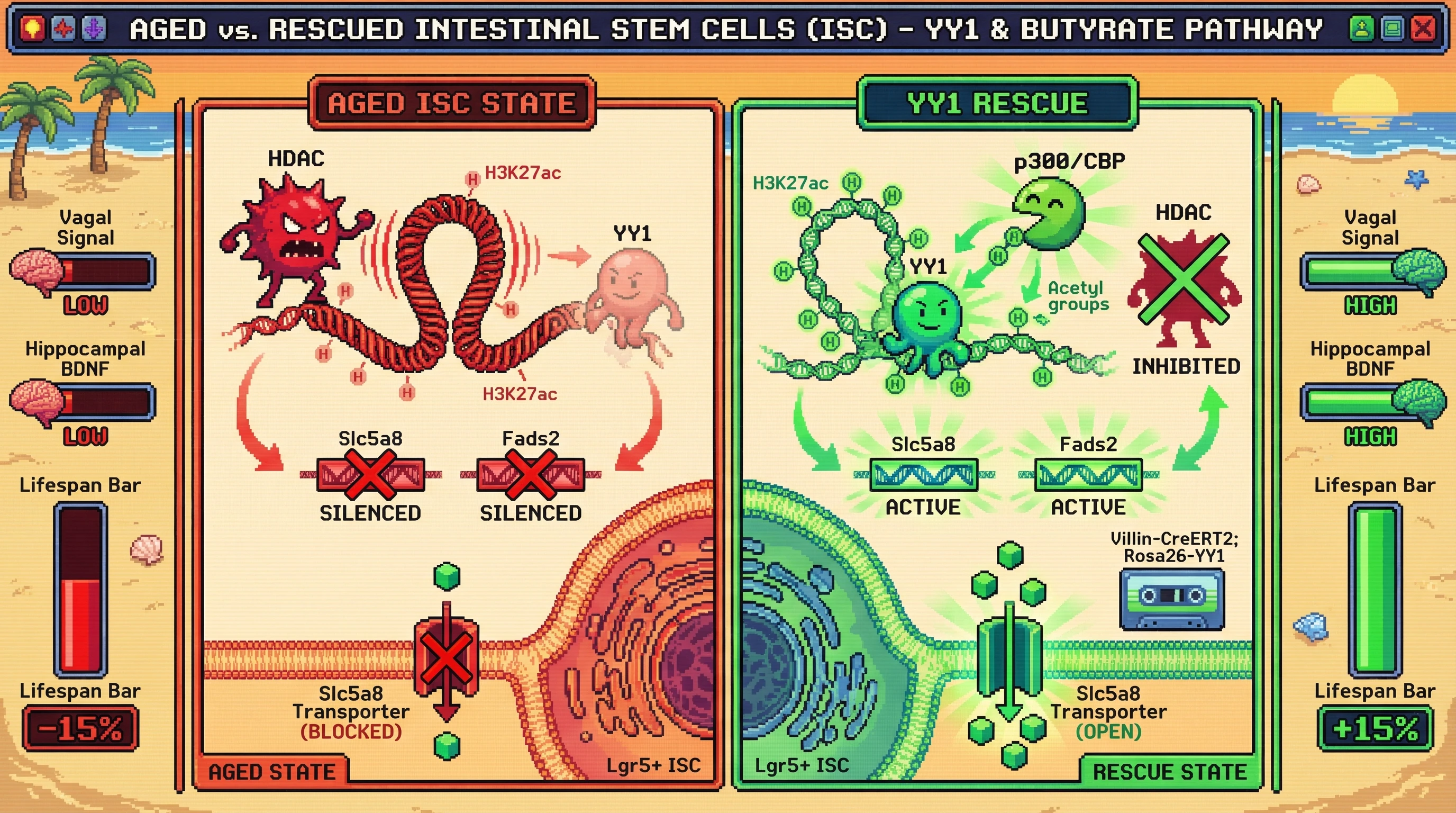 Mechanism: Age-dependent loss of YY1 in intestinal stem cells silences butyrate transporter genes via HDAC-mediated chromatin compaction, reducing gut-to-brain signals. Readout: Readout: Overexpressing YY1 restores transporter expression, normalizes vagal signaling, and increases median lifespan by ~15%.