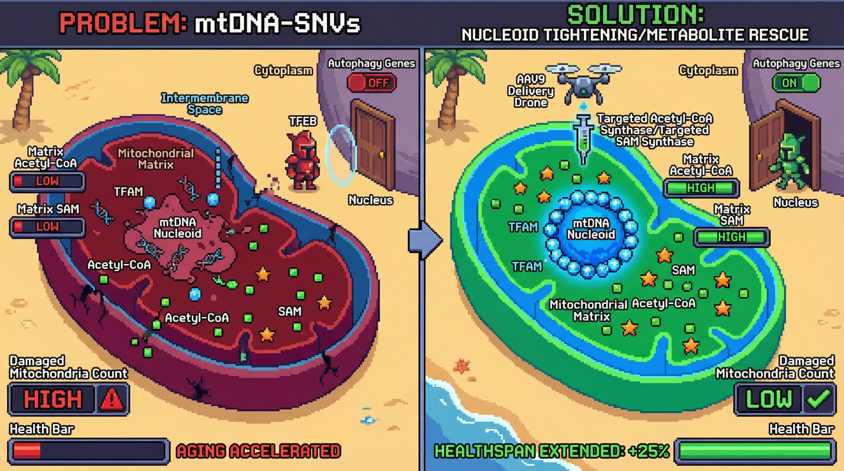 Mechanism: Heteroplasmic mtDNA SNVs loosen mitochondrial nucleoids, causing acetyl-CoA and SAM leakage, which prevents TFEB nuclear localization and collapses autophagy. Readout: Readout: Restoring these metabolites or tightening nucleoids increases TFEB nuclear entry, rescues autophagy flux, and extends healthspan by 25%.
