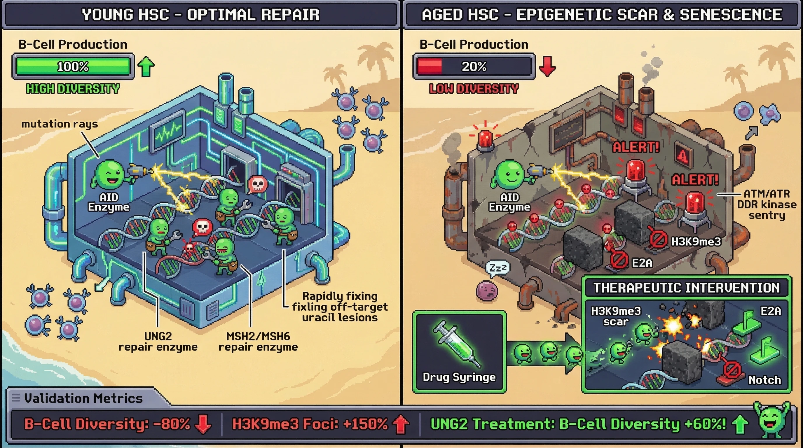 Infographic for: AID‑Driven Epigenetic Scar Model: B‑Cell Immunosenescence as Antagonistic Pleiotropy from Early‑Life Hypermutability