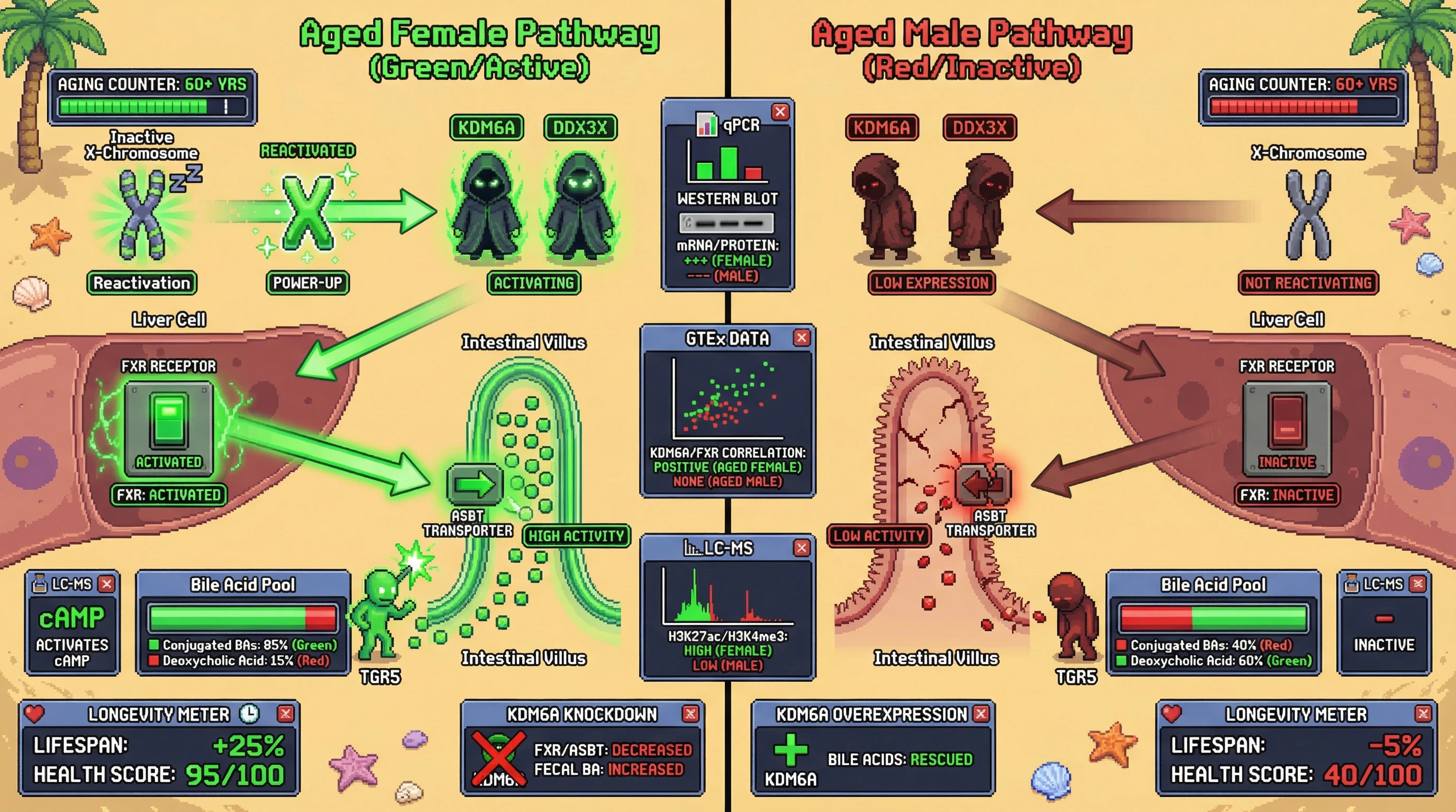 Mechanism: In aged females, X-chromosome reactivation boosts KDM6A/DDX3X, increasing FXR and ASBT to maintain healthy bile acid composition. Readout: Readout: This leads to extended lifespan in females, while aged males, lacking this boost, show altered bile acids and reduced longevity.