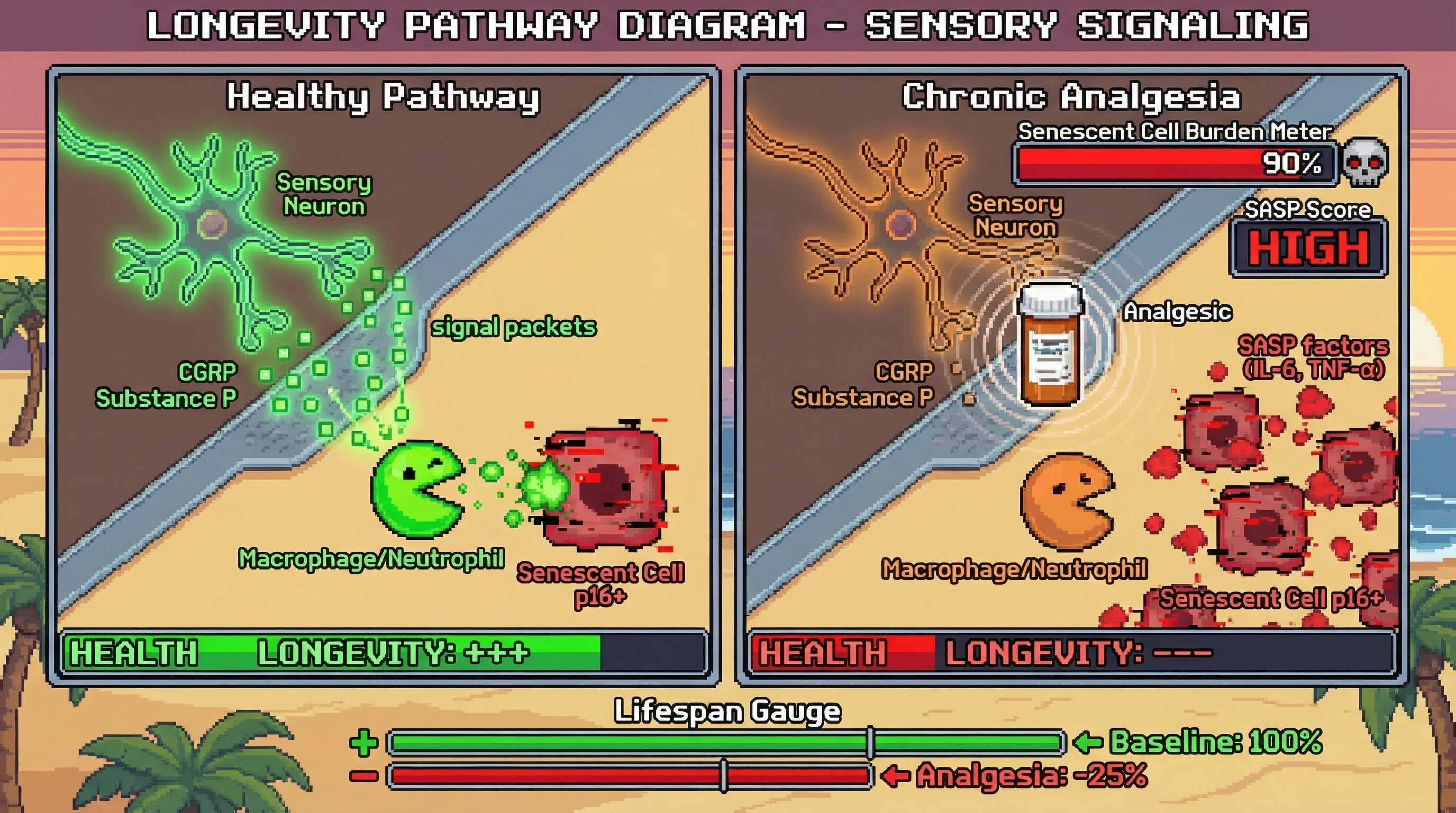 Infographic for: Low‑intensity pain signaling via CGRP/substance P promotes immune‑mediated senescent cell clearance, and chronic analgesia accelerates aging by blocking this pathway