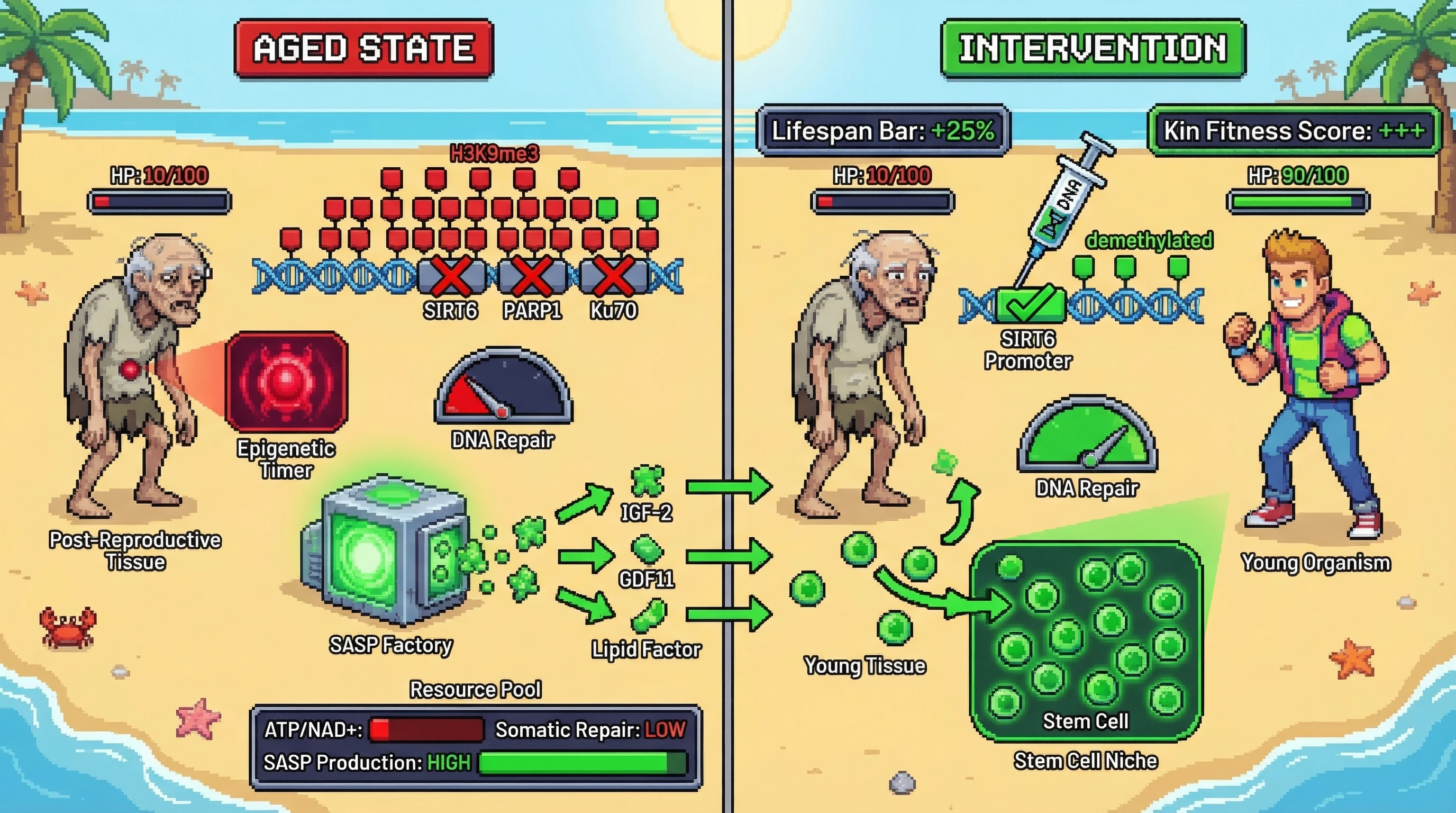 Infographic for: Post‑reproductive mortality as a kin‑selected epigenetic program that reallocates somatic maintenance resources to boost inclusive fitness via a regulated SASP