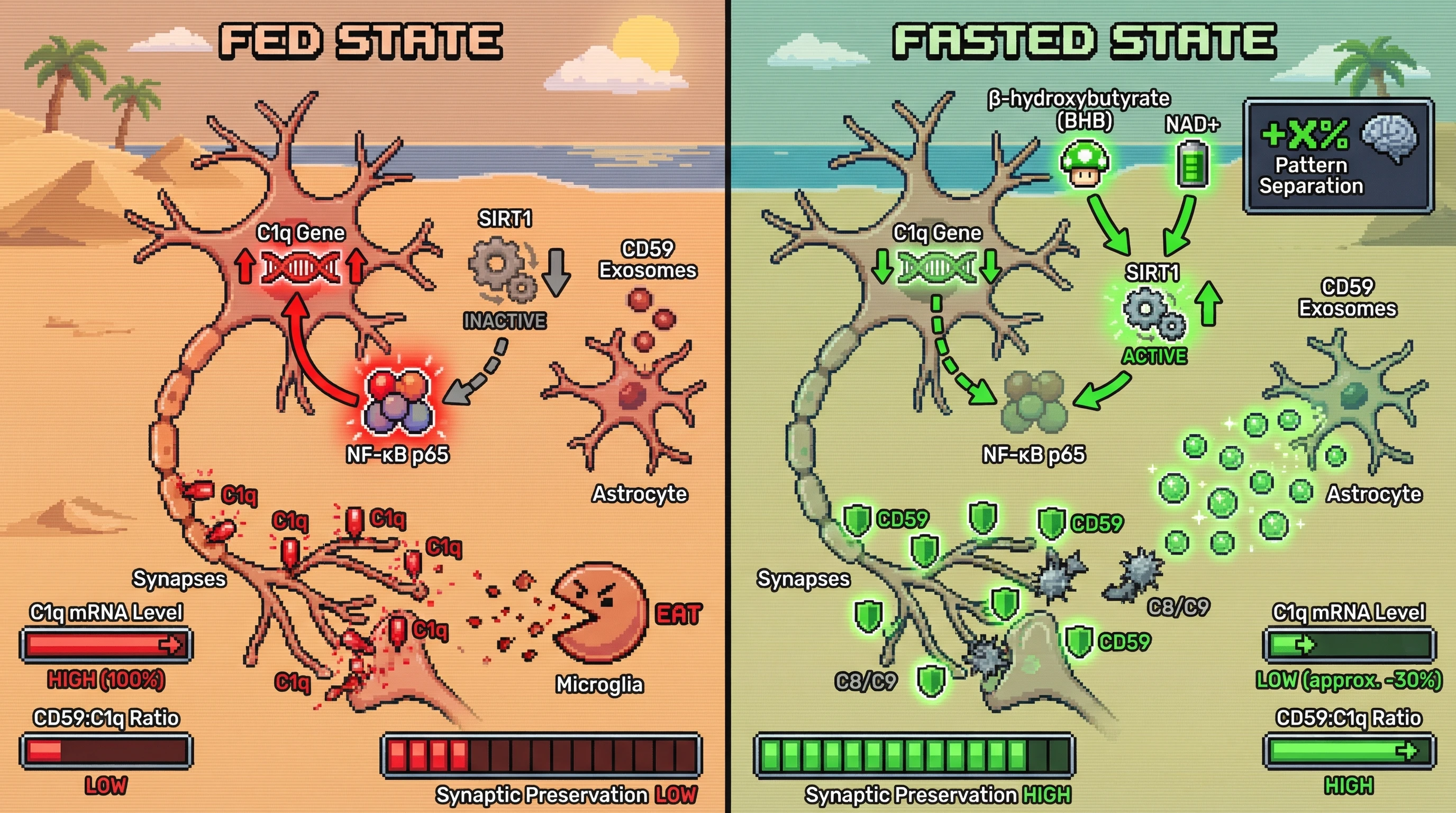 Infographic for: Fasting‑Induced Metabolic Shift Reprograms Complement‑Mediated Synaptic Pruning via Neuronal SIRT1‑Dependent Suppression of C1q and Astrocytic CD59 Release