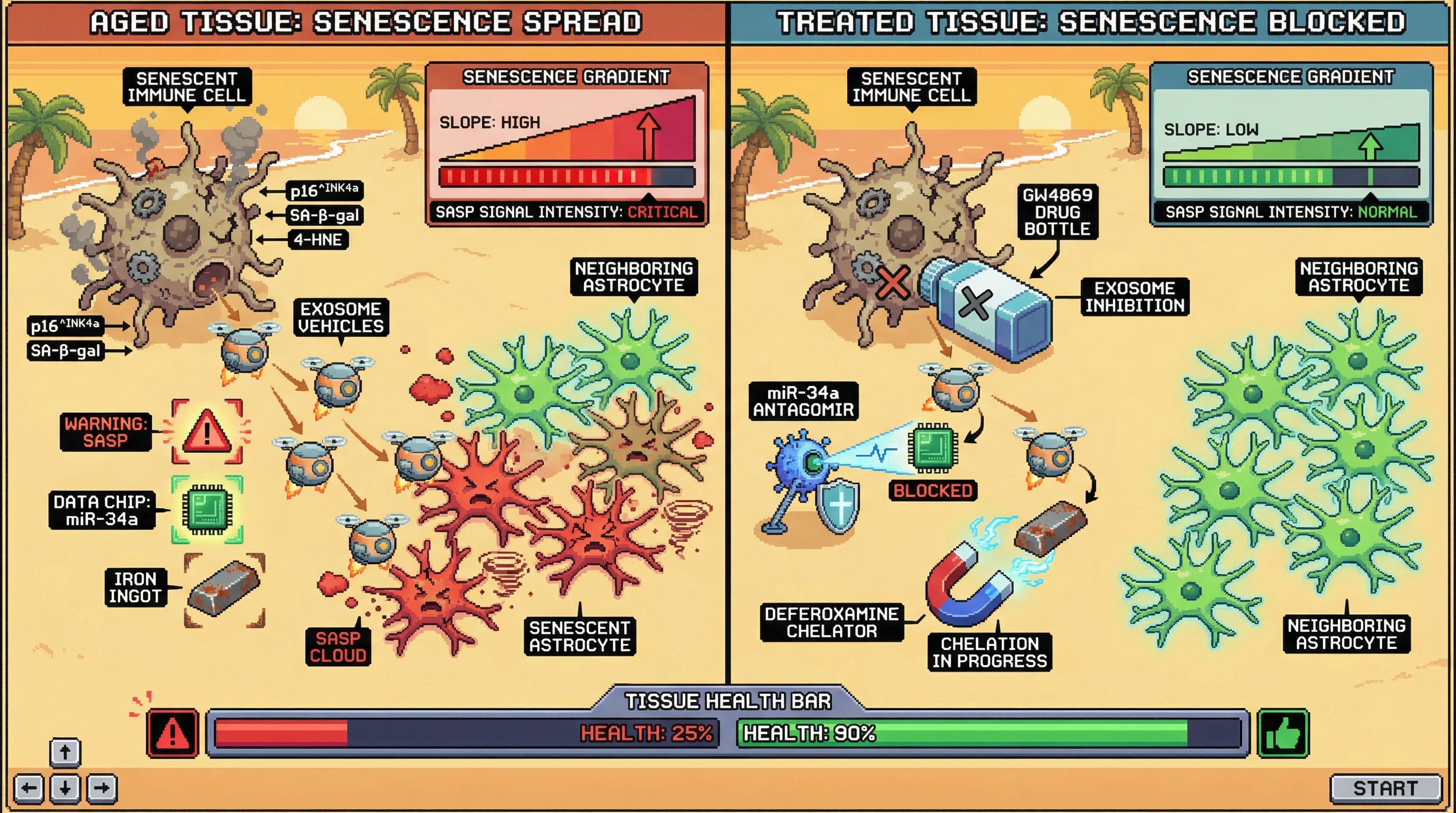 Infographic for: Immune-cell exosomes as spatial vectors of senescence propagation in aging tissues