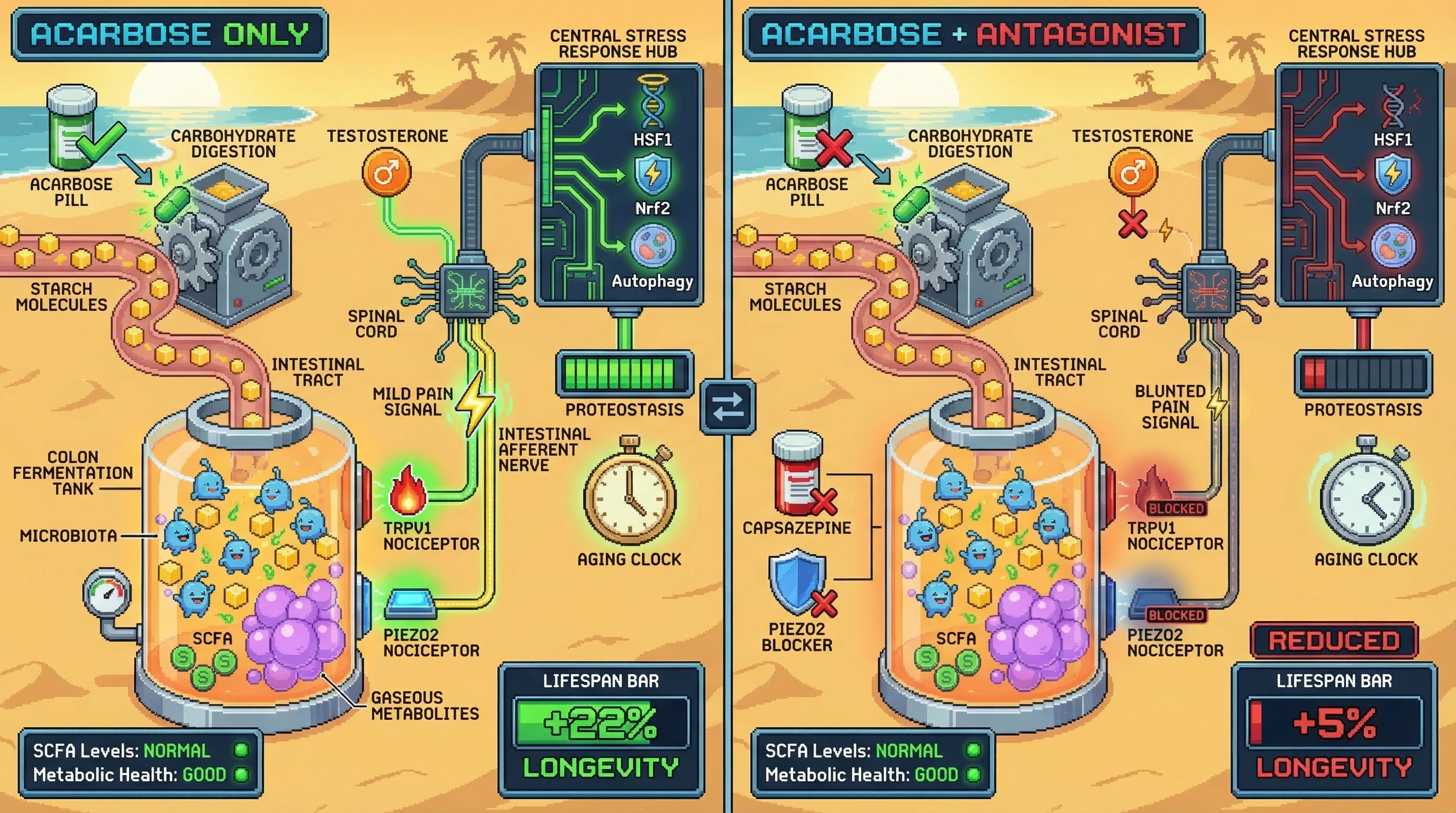 Infographic for: Acarbose-induced gastrointestinal discomfort as a hormetic signal mediating its sex‑specific longevity benefits