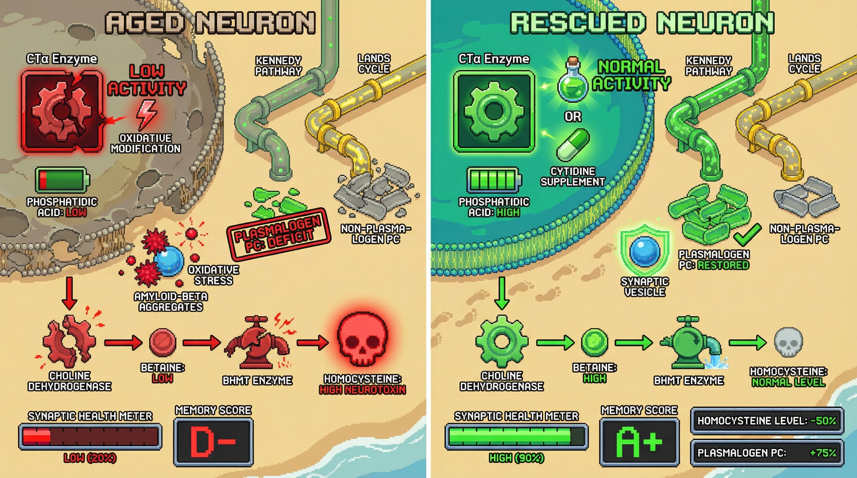 Infographic for: Hypothesis: Age‑Related Decline of CTP:Phosphocholine Cytidylyltransferase (CTα) Activity Redirects Phosphatidylcholine Synthesis Toward the Lands Cycle, Causing Plasmalogen Deficit, Homocysteine Rise, and Synaptic Vulnerability in Preclinical Alzheimer's Disease