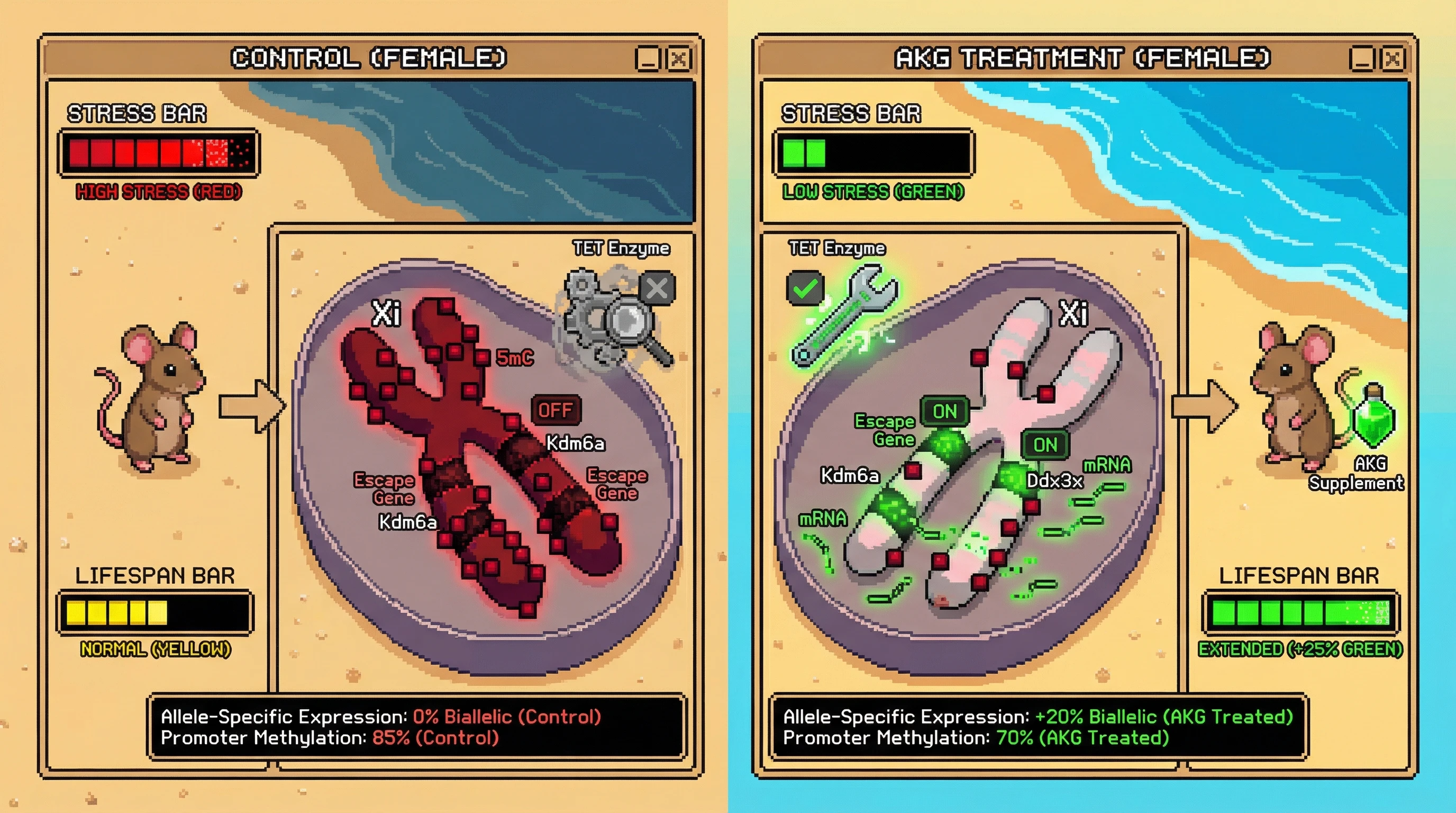 Infographic for: AKG‑TET Axis Selectively Demethylates the Inactive X Chromosome to Restore Escape Gene Dosage and Extend Lifespan