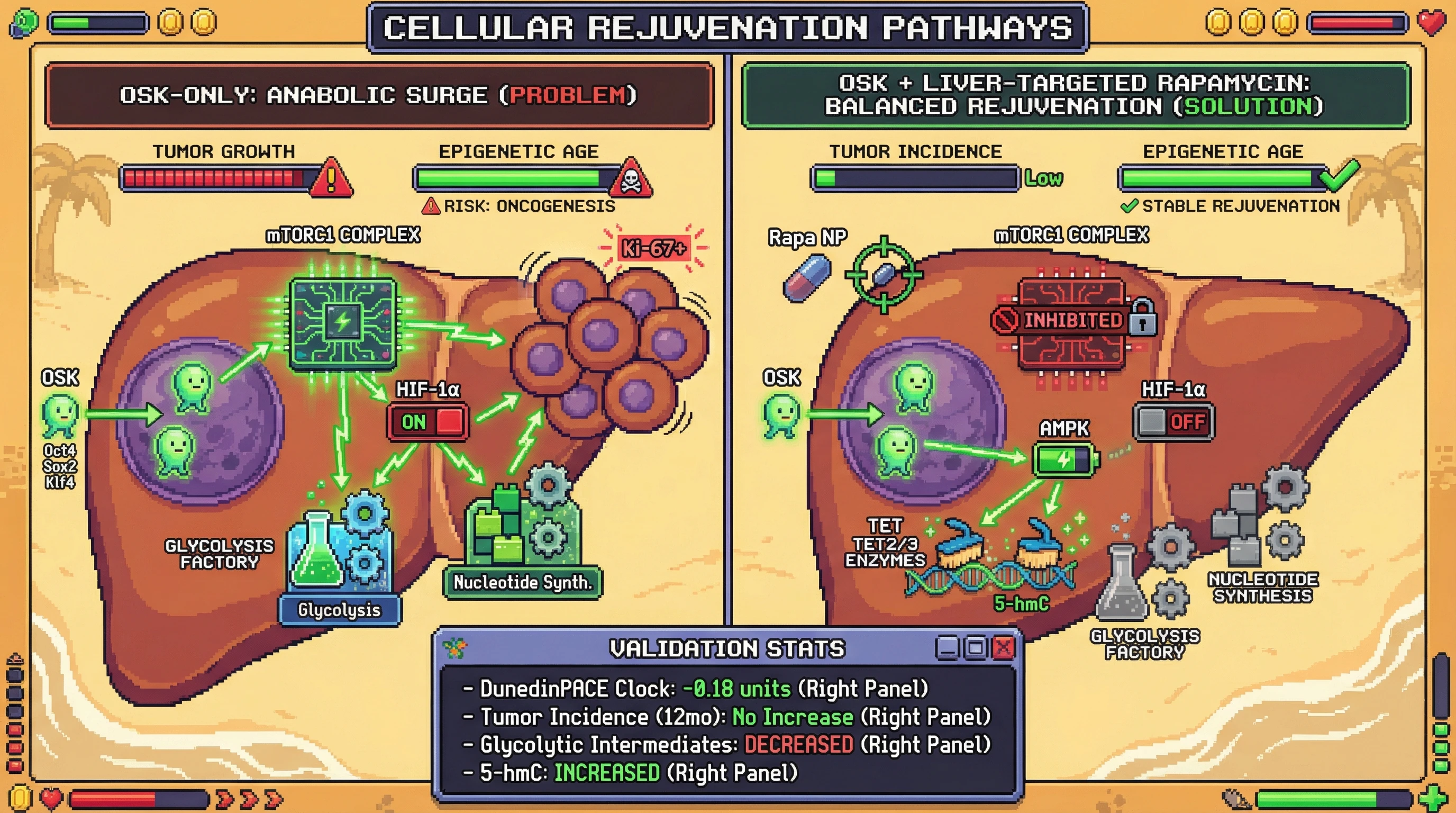 Mechanism: Liver-targeted rapamycin inhibits mTORC1, reducing HIF-1α-mediated glycolysis while preserving AMPK-activated TET enzymes during OSK expression. Readout: Readout: This intervention achieves epigenetic age reversal without increasing tumor incidence, confirmed by decreased glycolysis and increased 5-hmC.
