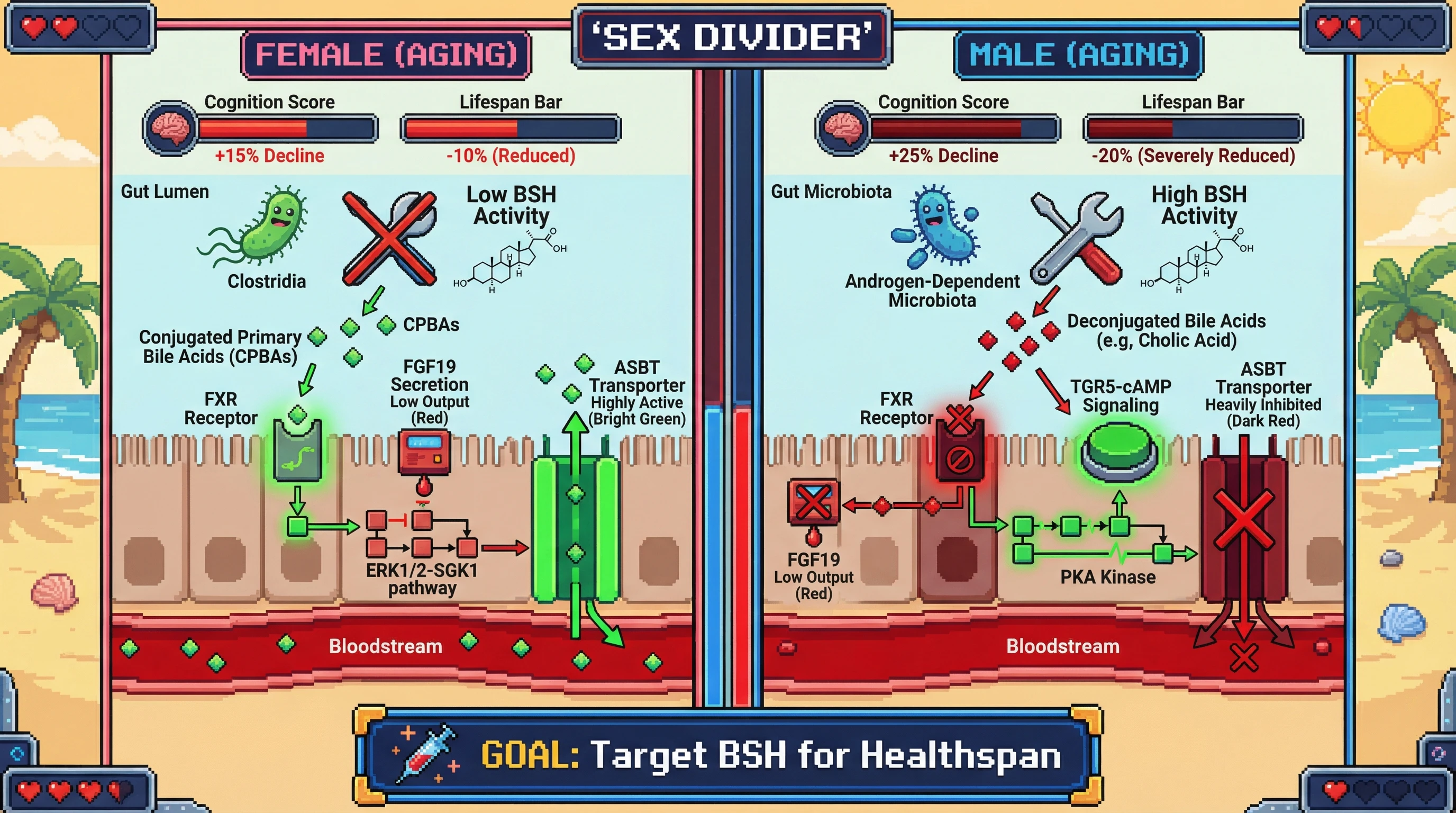 Mechanism: Sex-specific gut microbiota BSH activity alters bile acid pools, driving divergent ileal ASBT expression via FXR-FGF19 signaling in aging females and males. Readout: Readout: Aged females show increased ASBT, while aged males exhibit suppressed ASBT, correlating with differing cognitive decline and lifespan reductions.