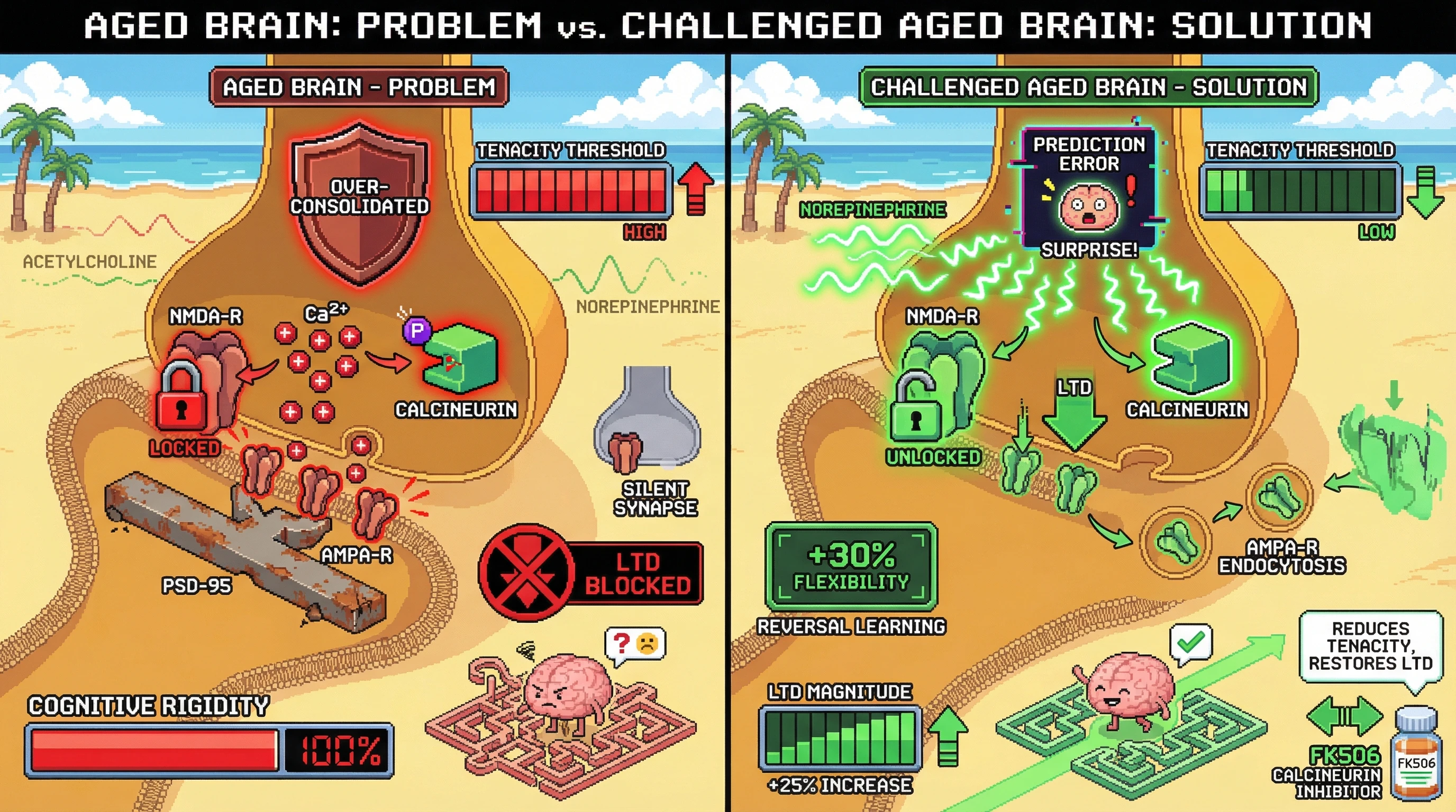 Infographic for: Over-consolidation locks aged synapses into a high‑tenacity state that suppresses LTD and cognitive flexibility, and can be reversed by brief, controlled prediction‑error challenges