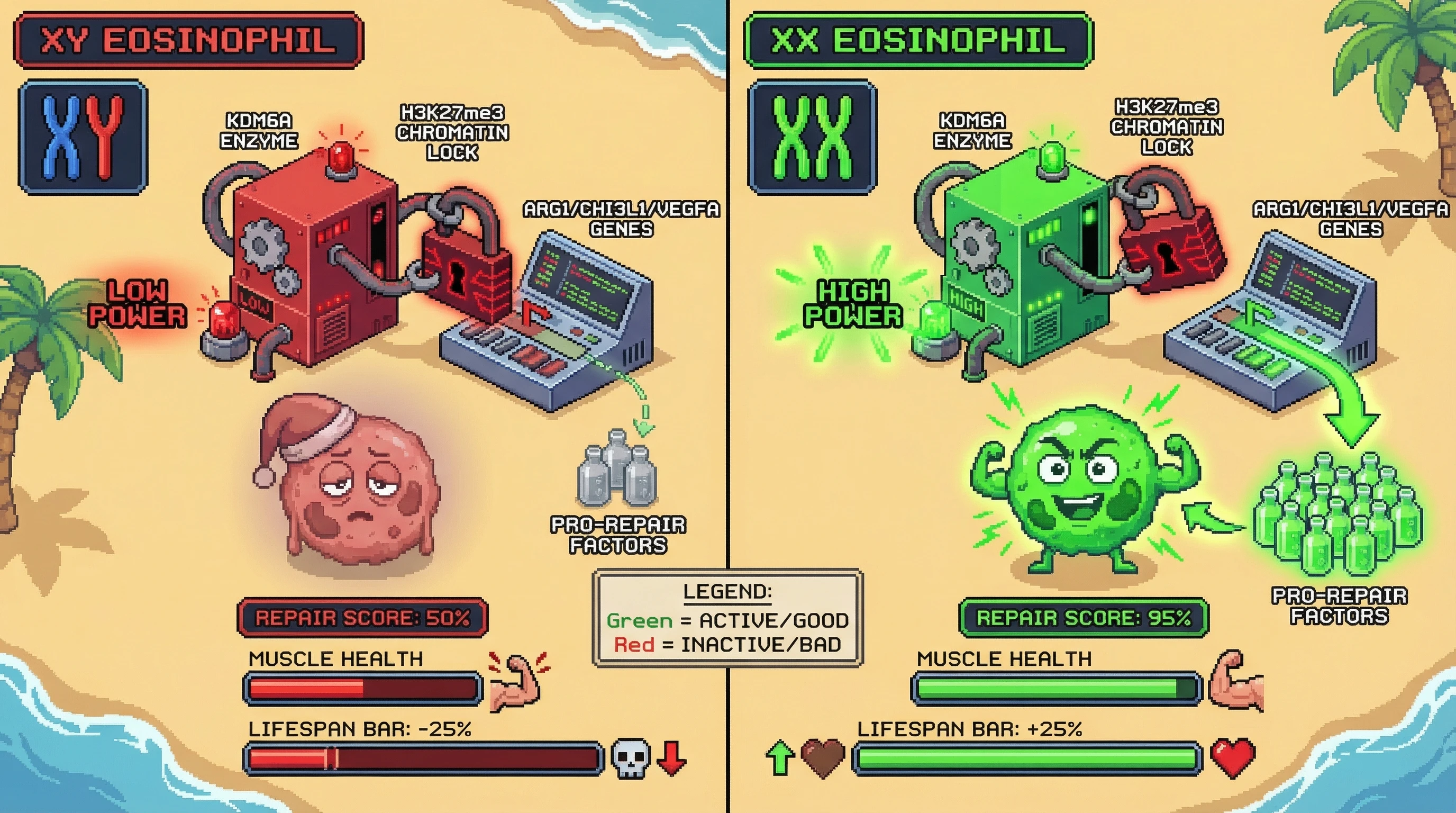 Infographic for: XX Dosage of the Escapee X‑Linked Gene KDM6A Programs Eosinophils Toward a Pro‑Repair Phenotype That Underlies Female Longevity Advantage