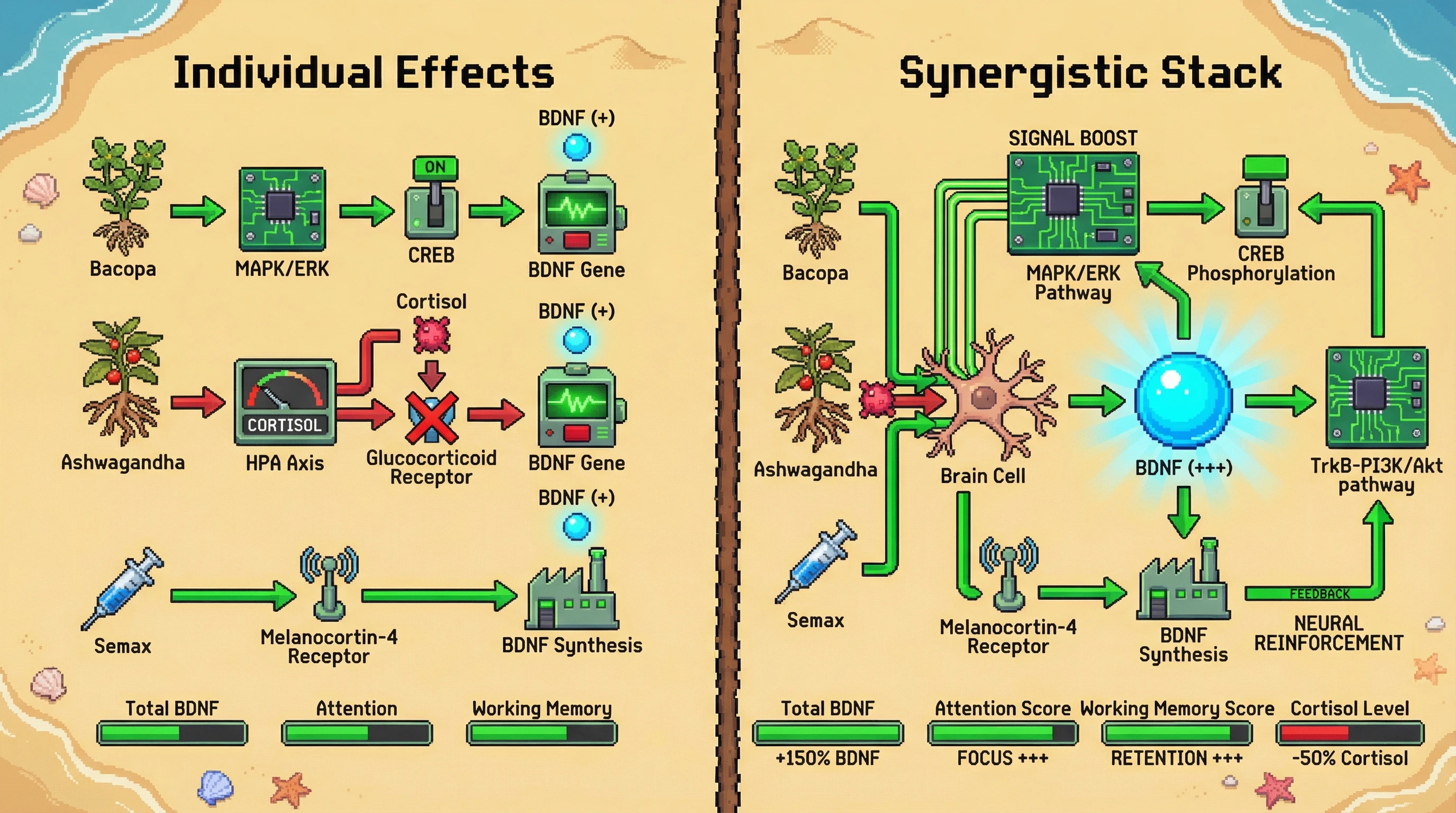 Mechanism: A synergistic stack of Bacopa, Ashwagandha, and Semax amplifies BDNF production through multiple converging pathways. Readout: Readout: This leads to a supra-additive increase in BDNF levels, significant cortisol reduction, and marked improvements in attention and working memory scores.