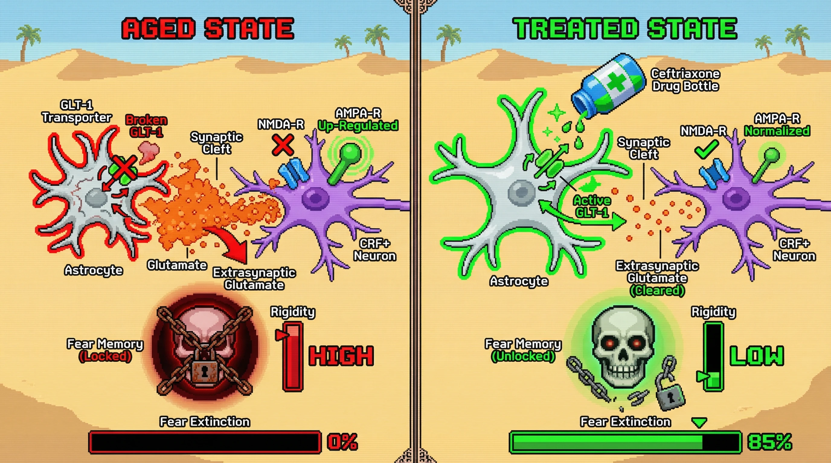 Infographic for: Astrocytic glutamate uptake deficits drive NMDA receptor hypofunction and AMPA receptor up‑regulation in central amygdala CRF neurons, locking fear memories in aging