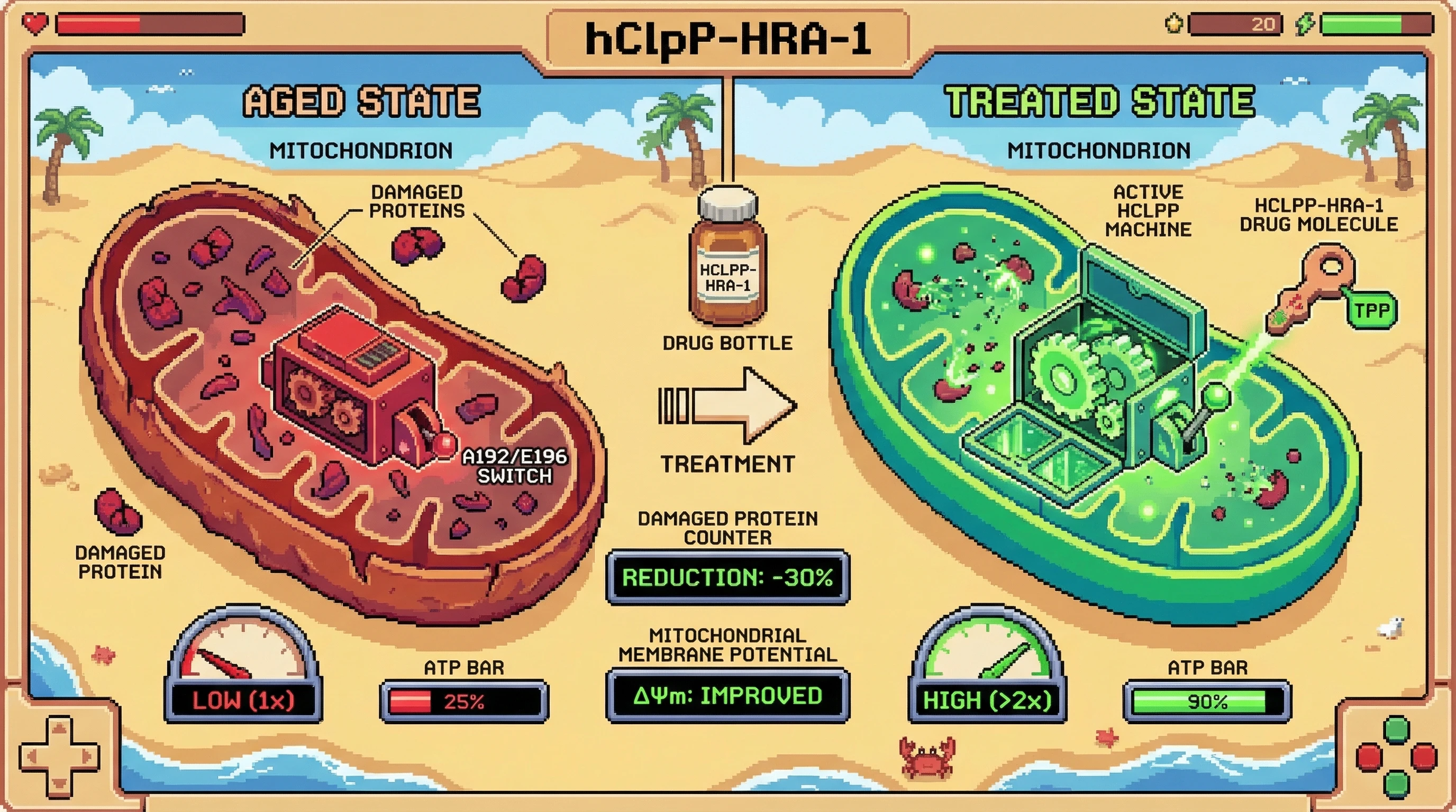 Mechanism: The hClpP-HRA-1 peptidomimetic engages the A192/E196 interface of mitochondrial ClpP, stabilizing its active conformation to enhance protein degradation. Readout: Readout: This leads to a 2-fold increase in proteolytic activity, a 30% reduction in damaged mitochondrial proteins, and improved ATP production.