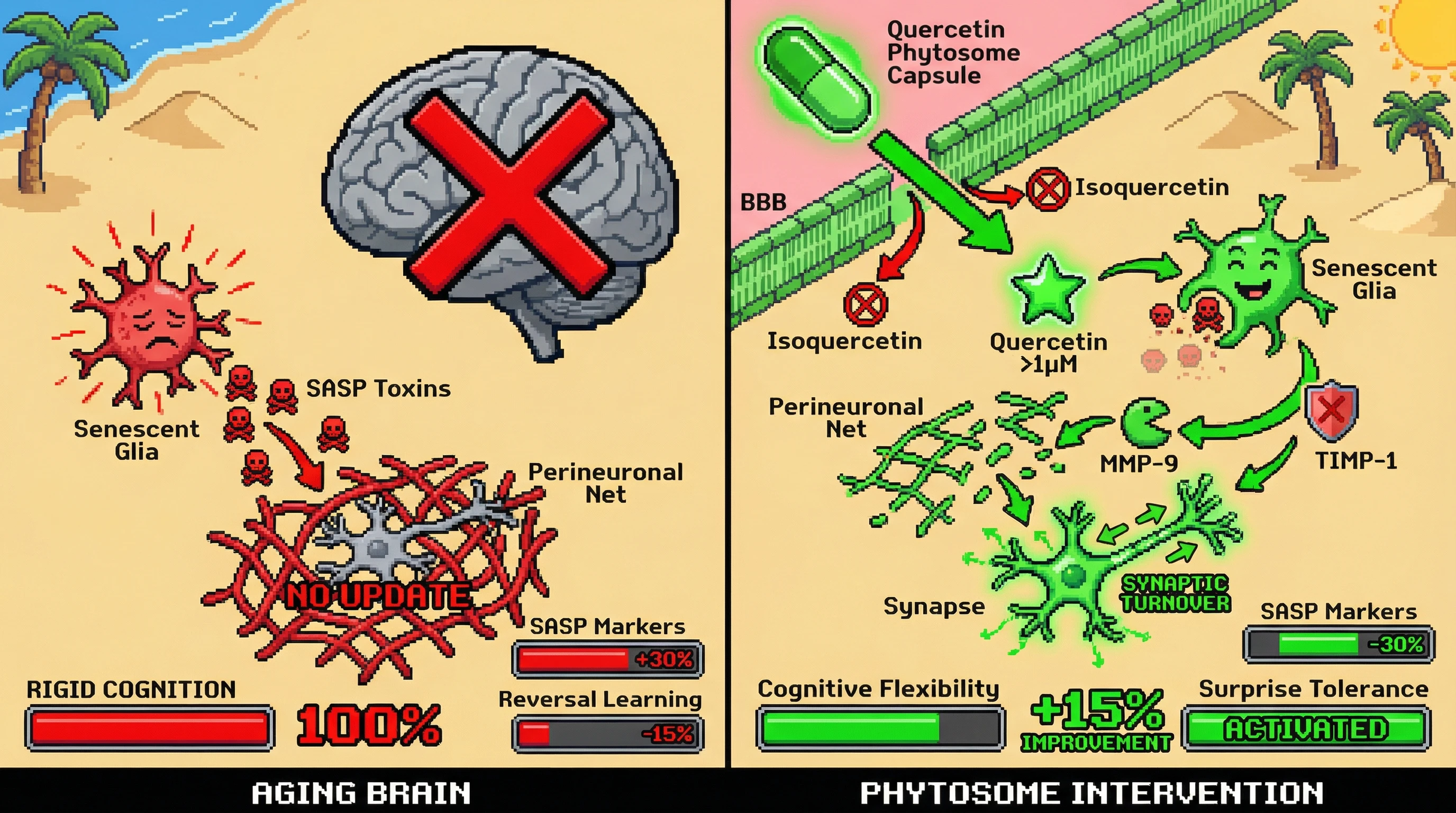 Mechanism: Oral Quercetin phytosome crosses the blood-brain barrier, clearing senescent glia and their inflammatory SASP, which remodels perineuronal nets to restore synaptic plasticity. Readout: Readout: CSF quercetin reaches senolytic concentrations, SASP biomarkers decline by 30%, and cognitive flexibility improves by 15%.