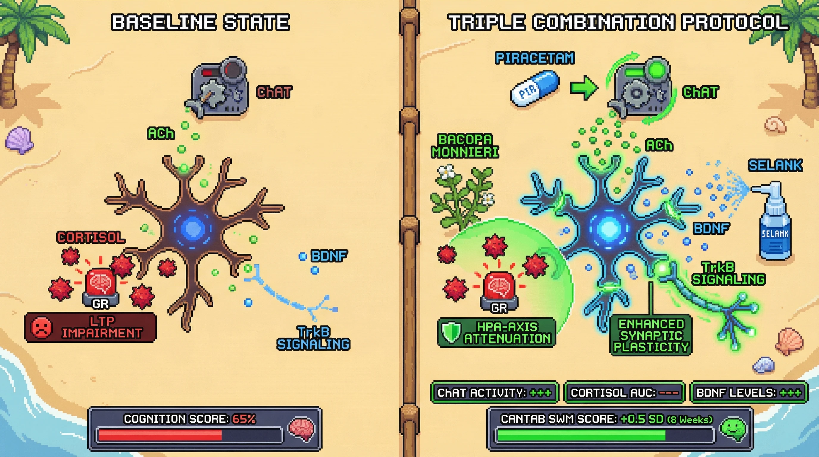Infographic for: Combined racetam‑adaptogen‑peptide protocol synergistically boosts acetylcholine signaling and BDNF expression to improve cognition in healthy adults