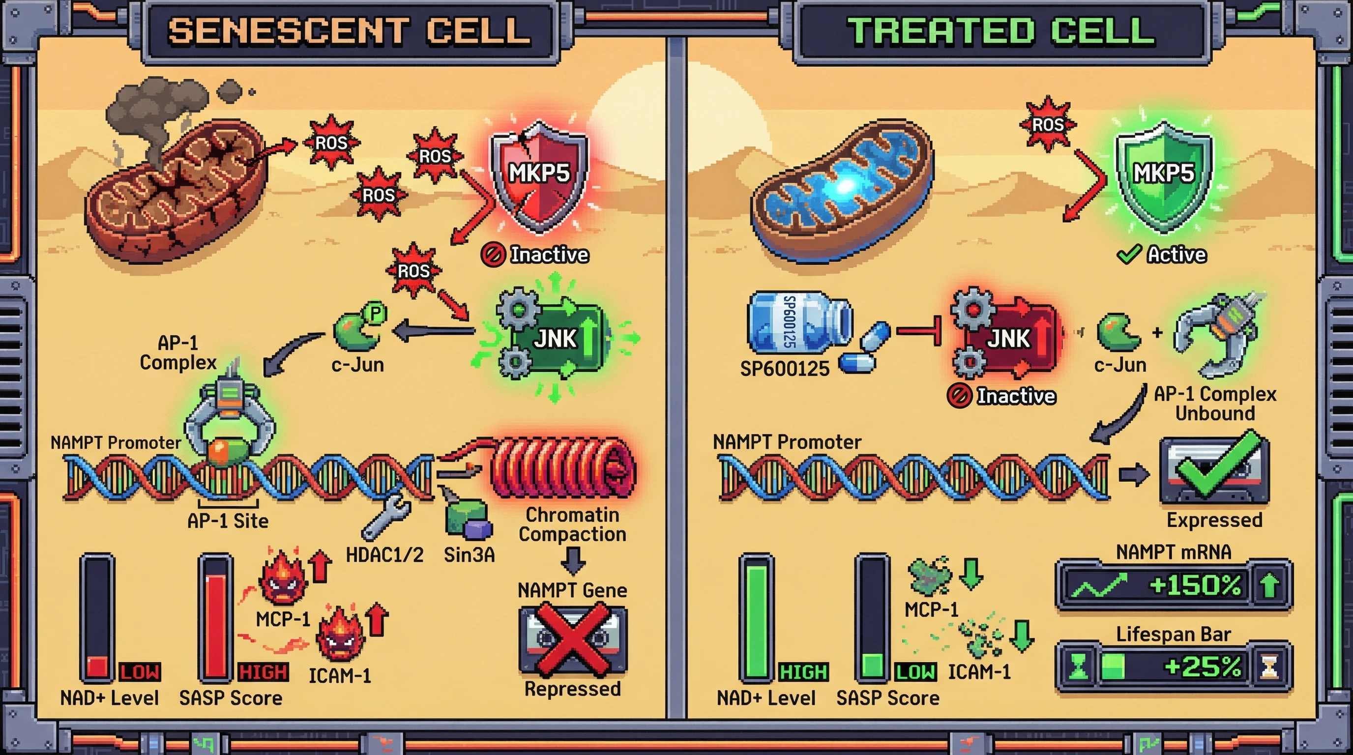 Infographic for: Chronic JNK/AP-1 signaling directly represses NAMPT, programming NAD+ decline as a senescence‑associated transcriptional downshift