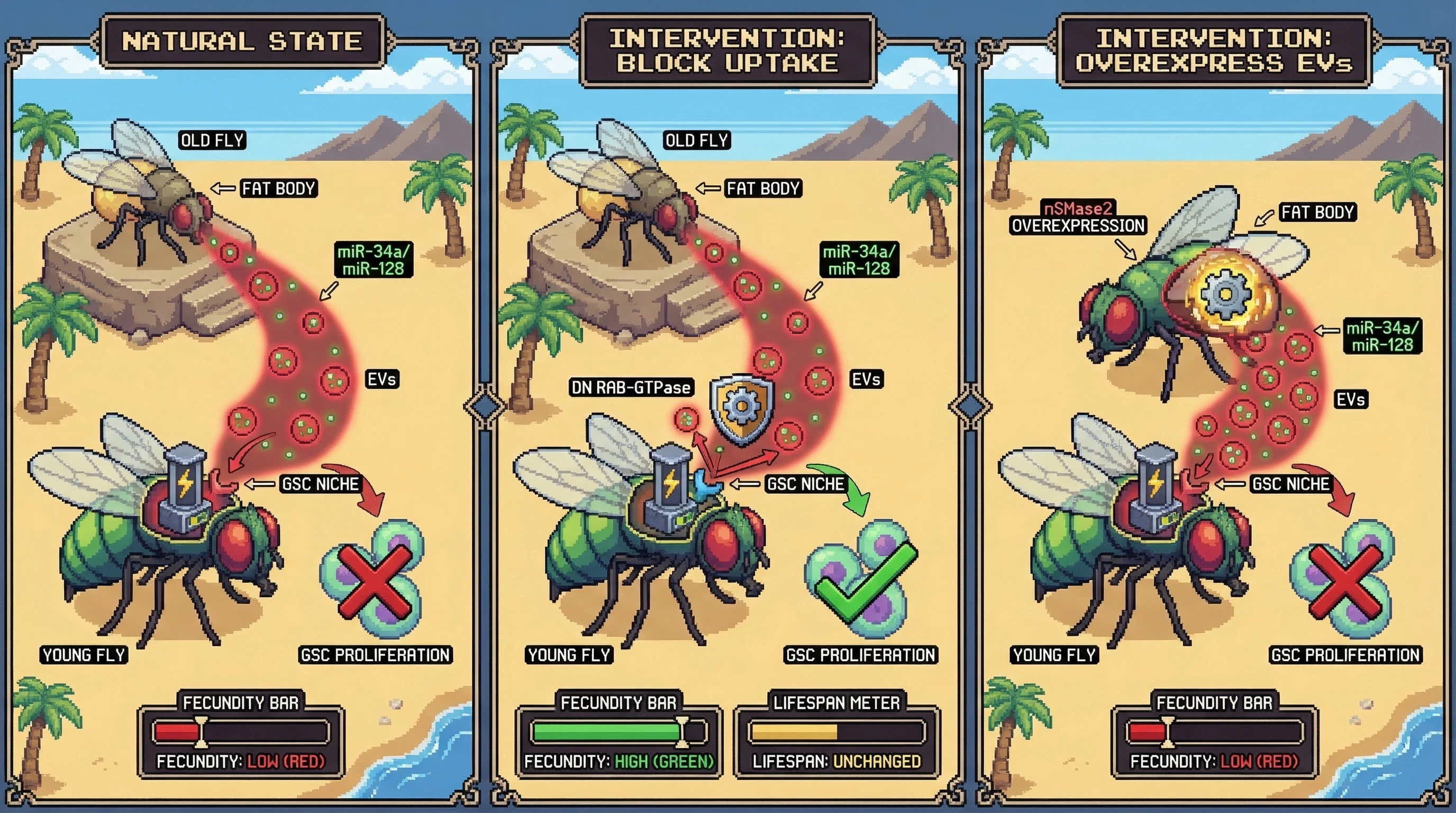 Infographic for: Kin‑Benefit Senescence: A Conserved Extracellular Signal That Links Older Individuals to Reproductive Suppression in Younger Conspecifics
