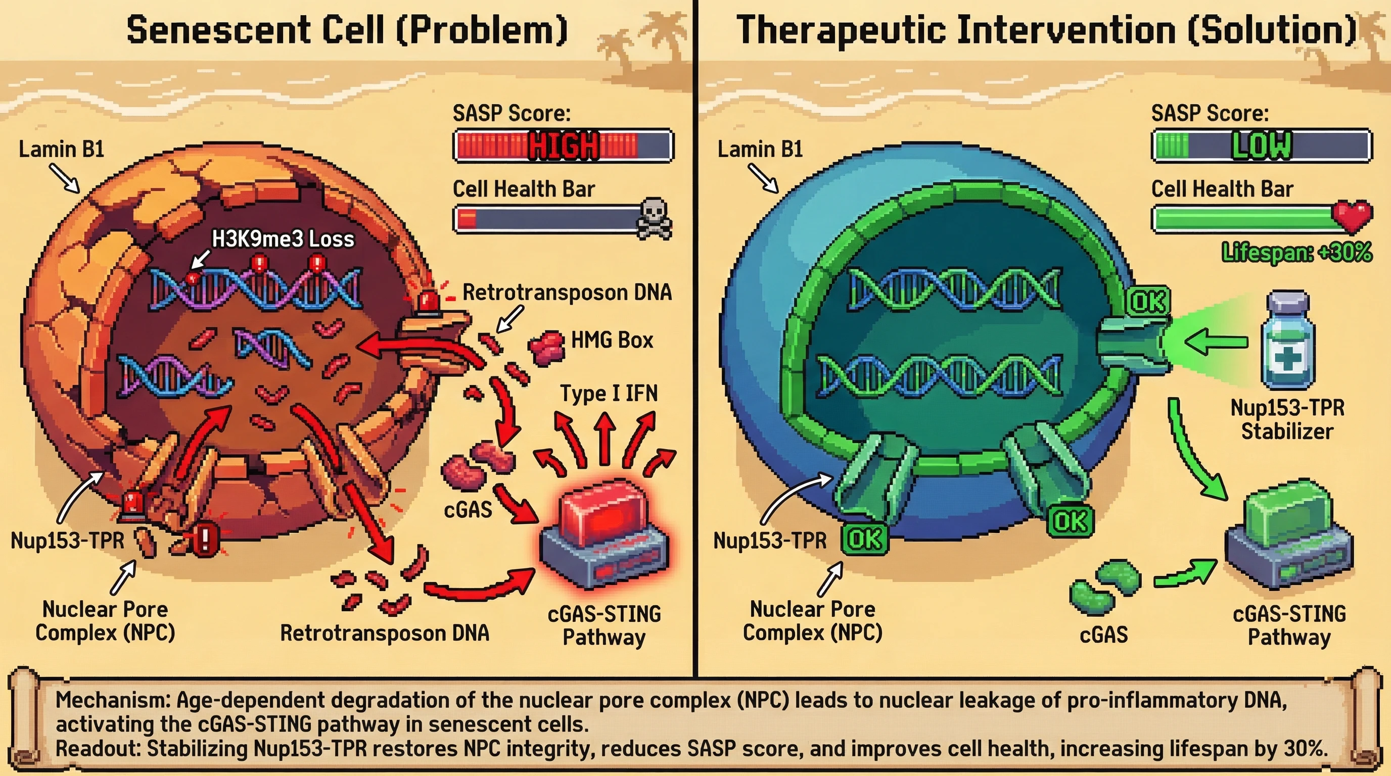 Infographic for: The Nuclear Pore Complex as a Gatekeeper of the cGAS-STING ‘Break-Point’: A Hypothesis for Epigenetic Entropy